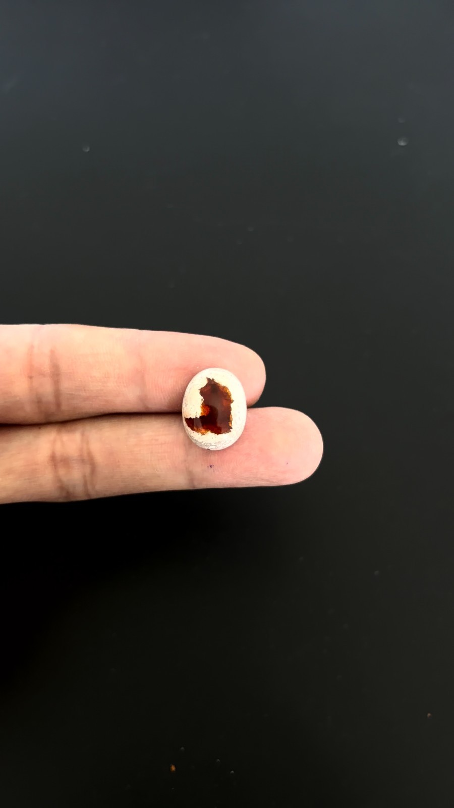 Mexican Fire Opal Cabochon 17×13 mm Approximately 7.69 Carat (GTG-MFO-9)