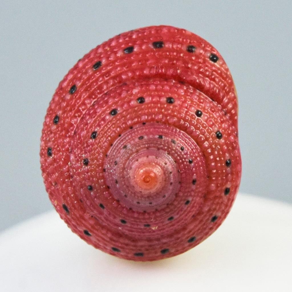 Rare Strawberry Top Shell Cabochon Red Clanculus puniceus | Jewelry Design 1.72g
