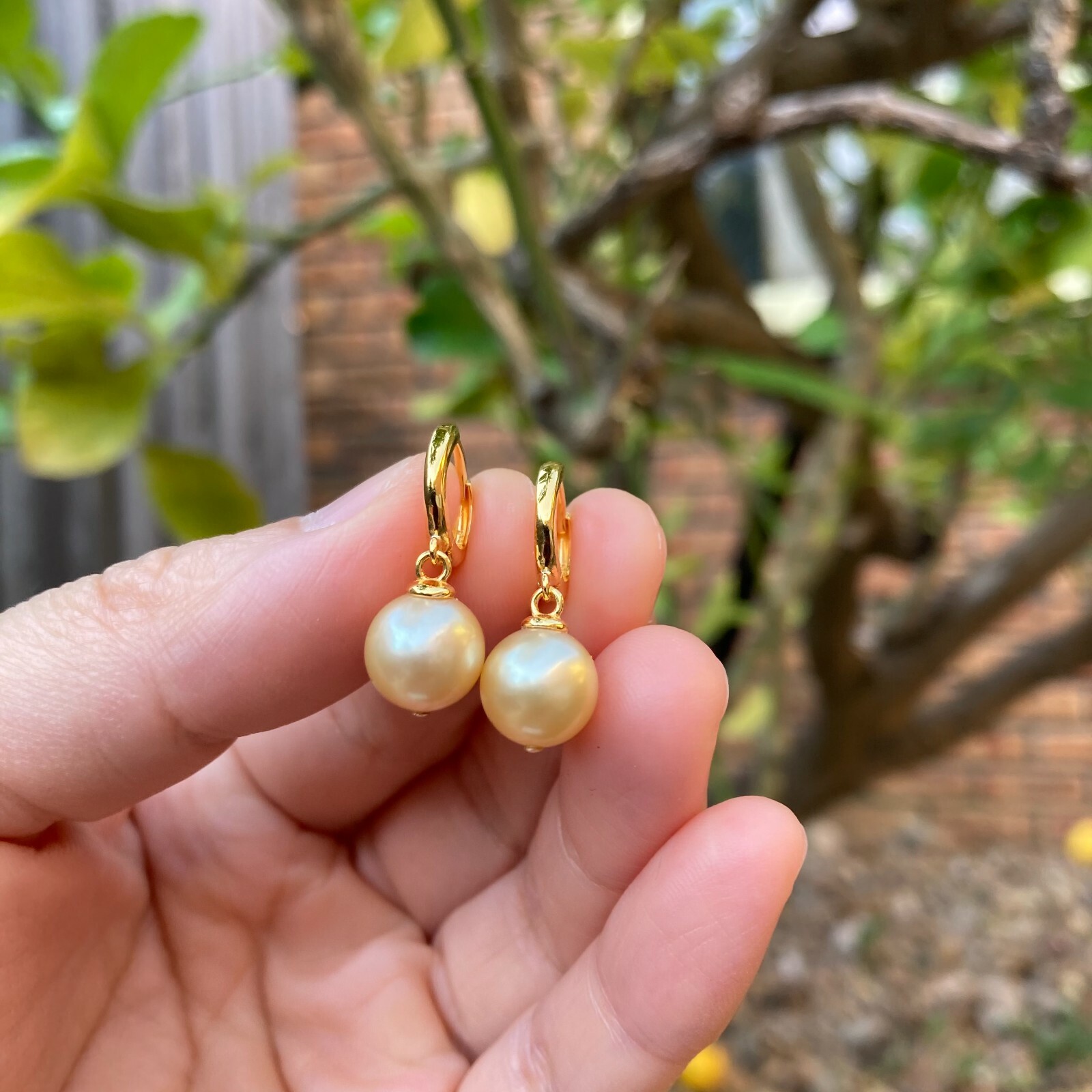 High luster 9~9.5mm Australia seawater light gold Pearl silver S925 Earring #243
