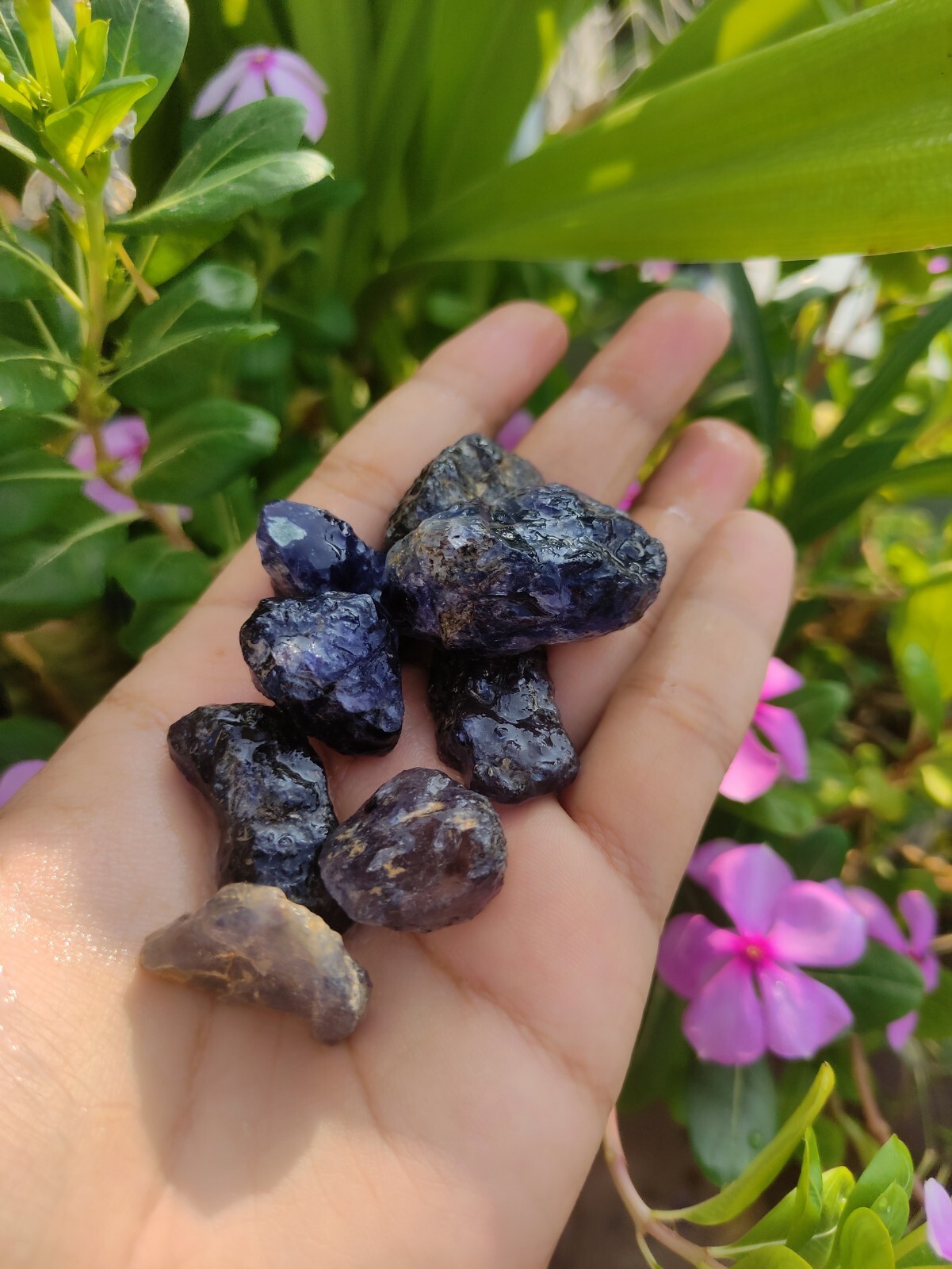 Large Iolite Chunks – Raw and Stunning