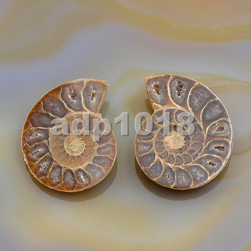 Natural Pair Slice Iridescent Ammonite Fossil Split Polished Madagascar Nopunch