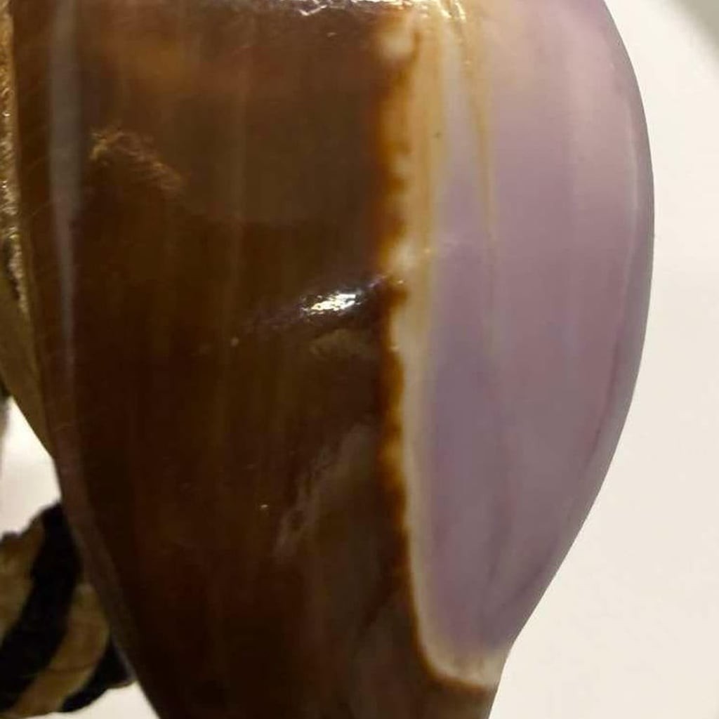 Handcrafted Purple Top Cowrie Shell Bolo Tie Braided Cord Metal Tips Coastal Vtg
