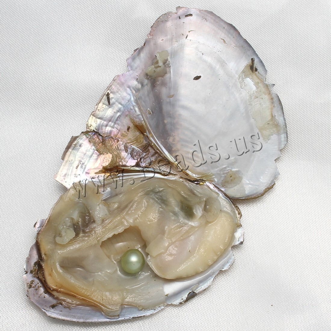 Real Pearl Bulk w/Large Pearls 10PCS Bulk Natural Freshwater Akoya Pearl Oysters