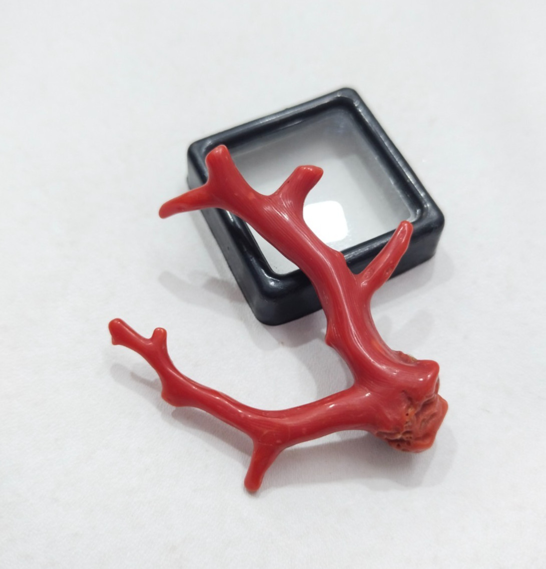 26 CRT Italian Red Coral Tree Branch, Mediterranean Sea Red Coral Well Polished