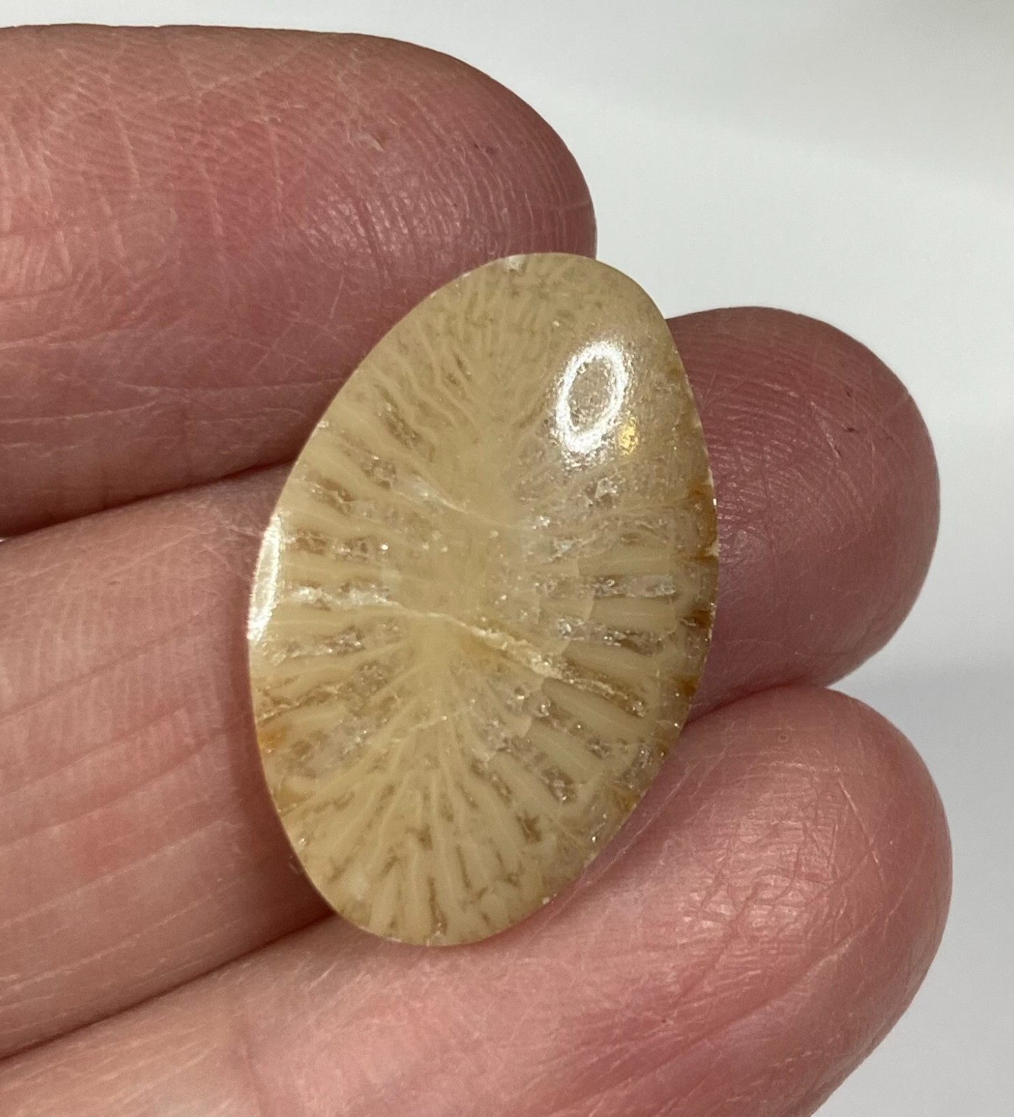 4+ Unlabeled Cabochons approx. 24 X 16 X 3 mm CC-87