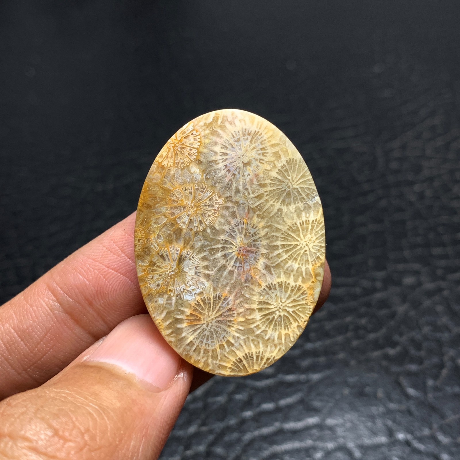 Coral Fossil Cabochon 38x27x6mm High Quality 50.5 ct
