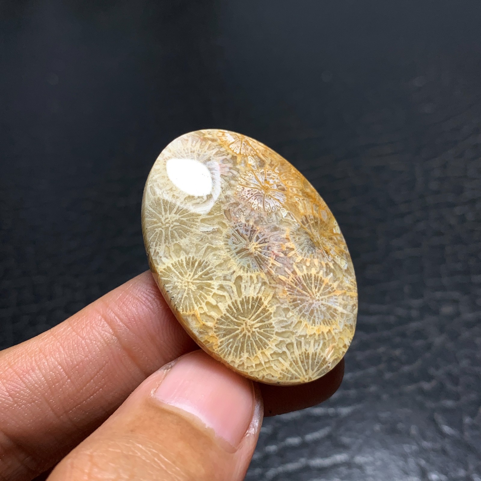 Coral Fossil Cabochon 38x27x6mm High Quality 50.5 ct
