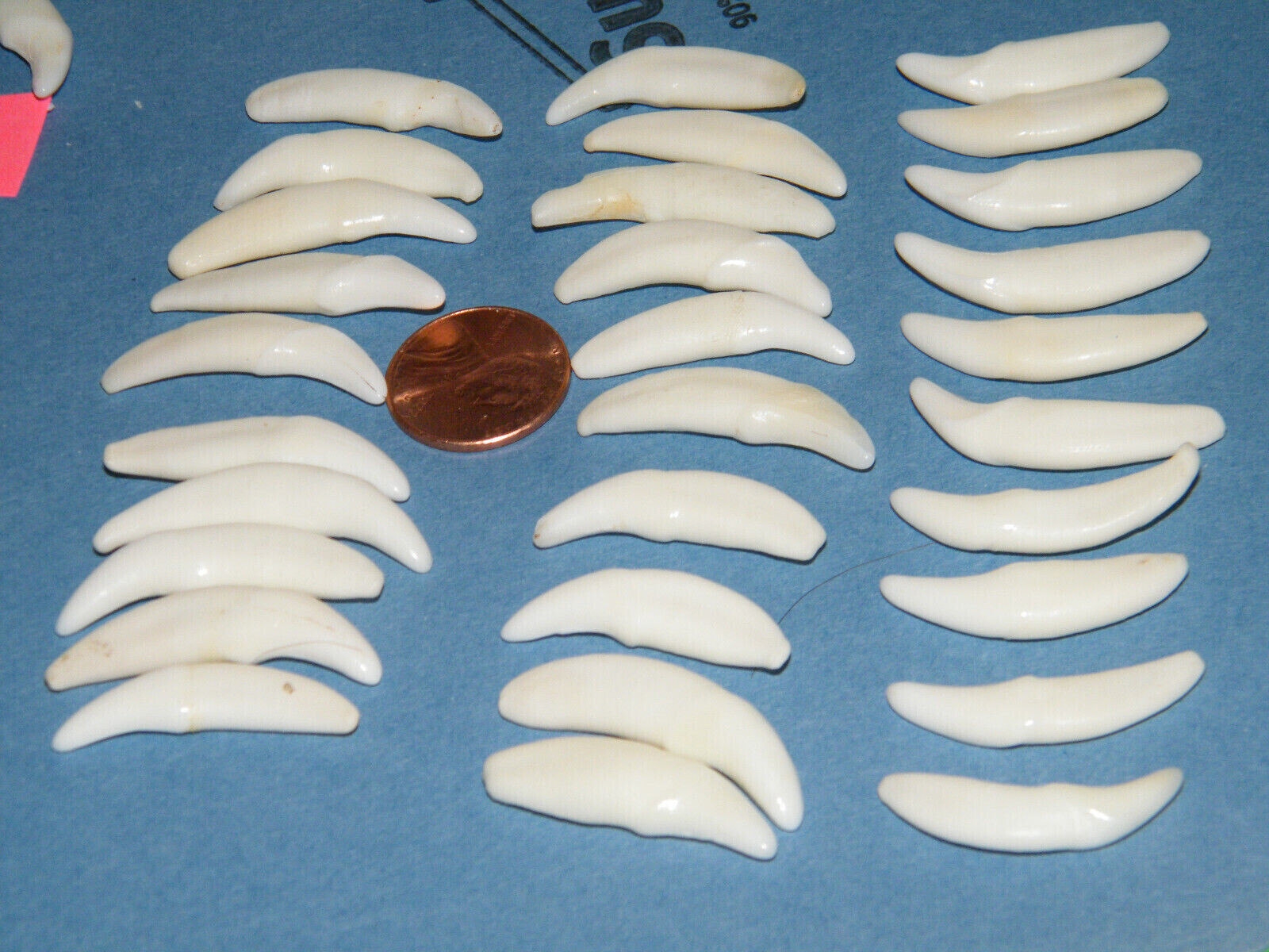 Lot of 15 COYOTE Tooth REAL White Teeth NO HOLES 1 1/8 up to 1 1/4″ Lot 15 NEW!
