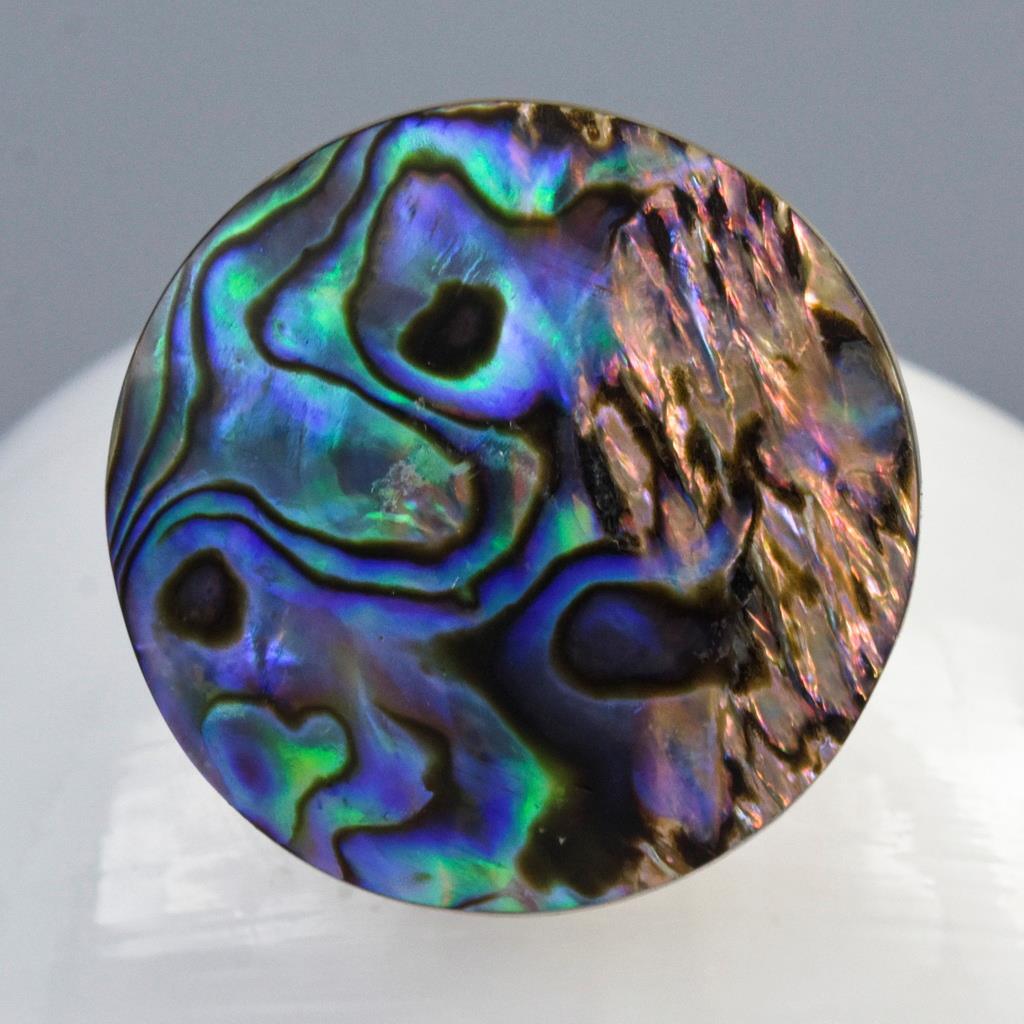 Evil Eye Design Natural Sea Snail Architectonica trochlearis Black Spinel 6.00g