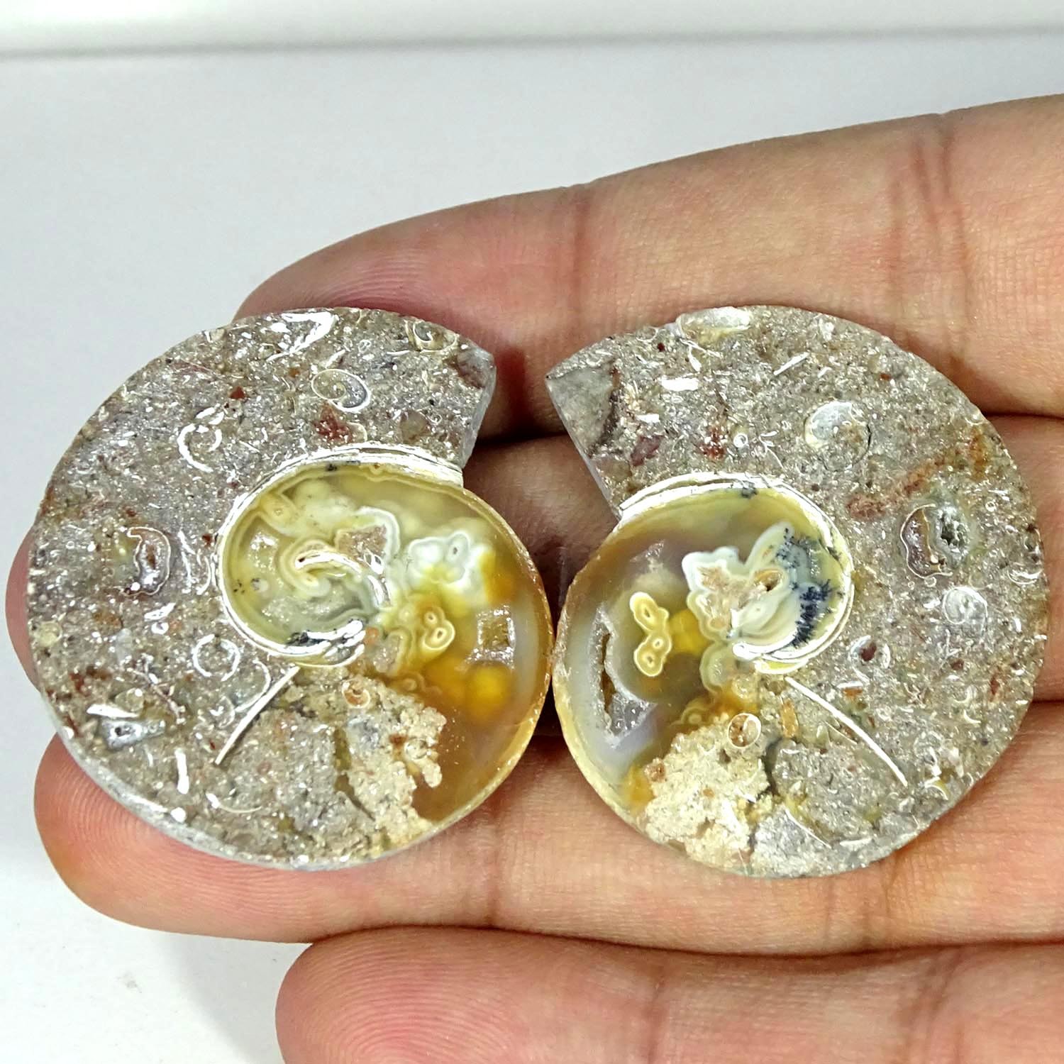 97.70Cts Natural Fossil Snail Pair Cabochon Gemstone Jewelry Supply 33X37X5MM