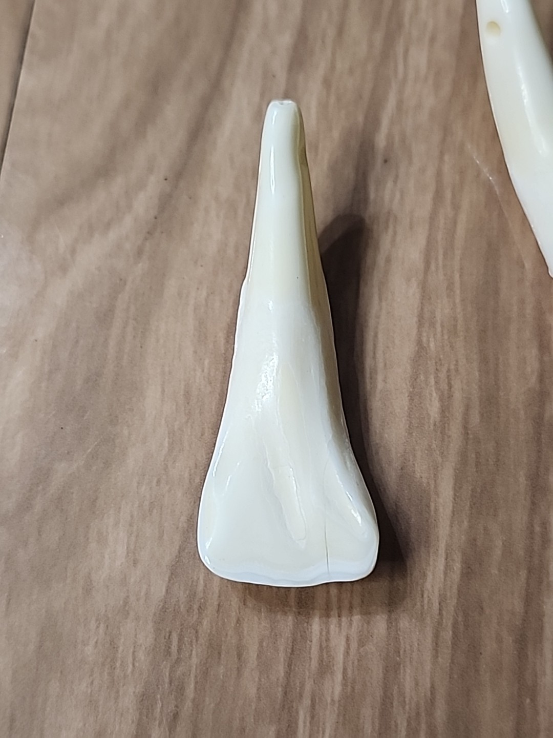 Pair of Genuine Buffalo Teeth Drilled Holes For Jewelry Approximatly 2 Inches