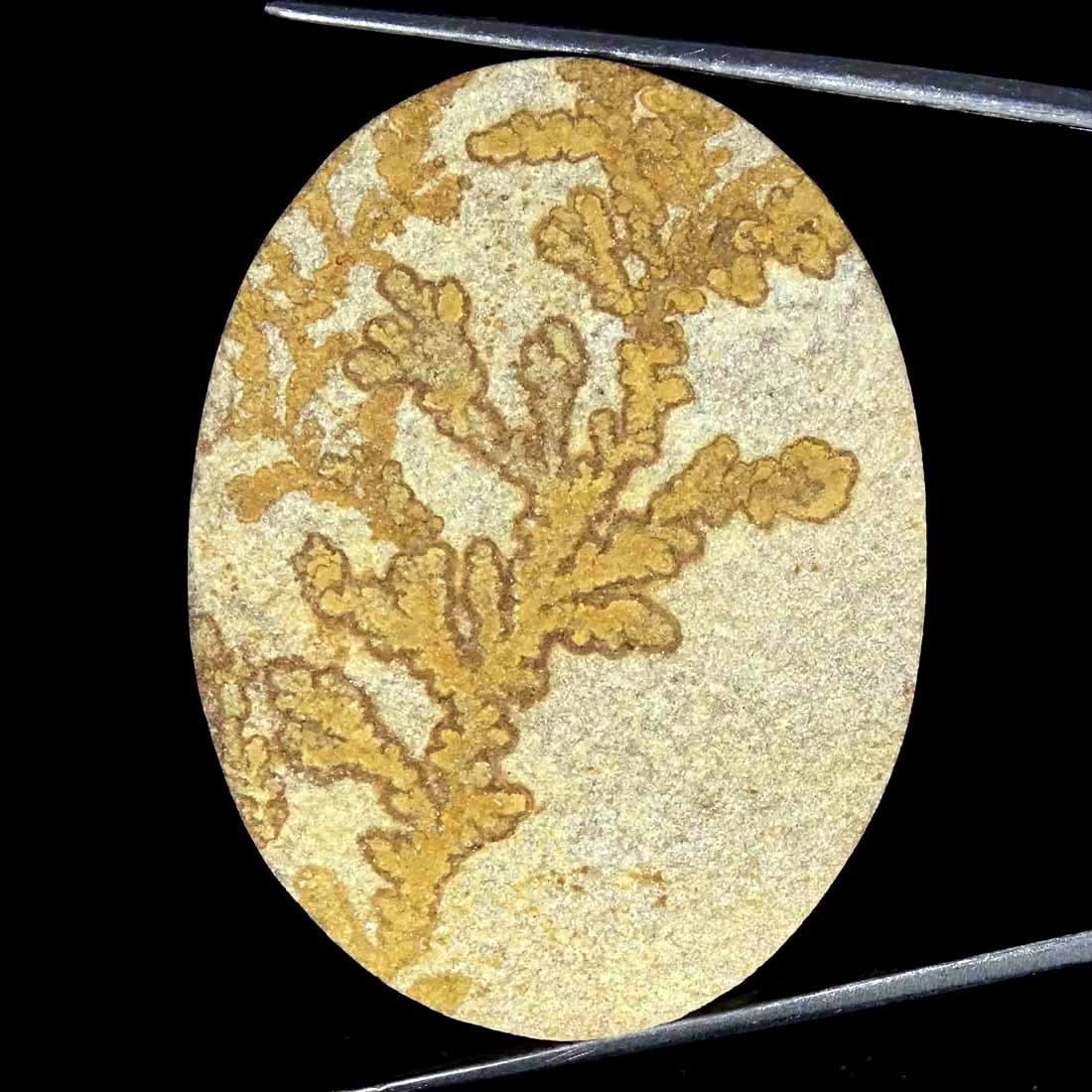 81.00Cts Natural Psilomelane Dendrite Oval Cabochon loose Gemstone 35x46x6mm