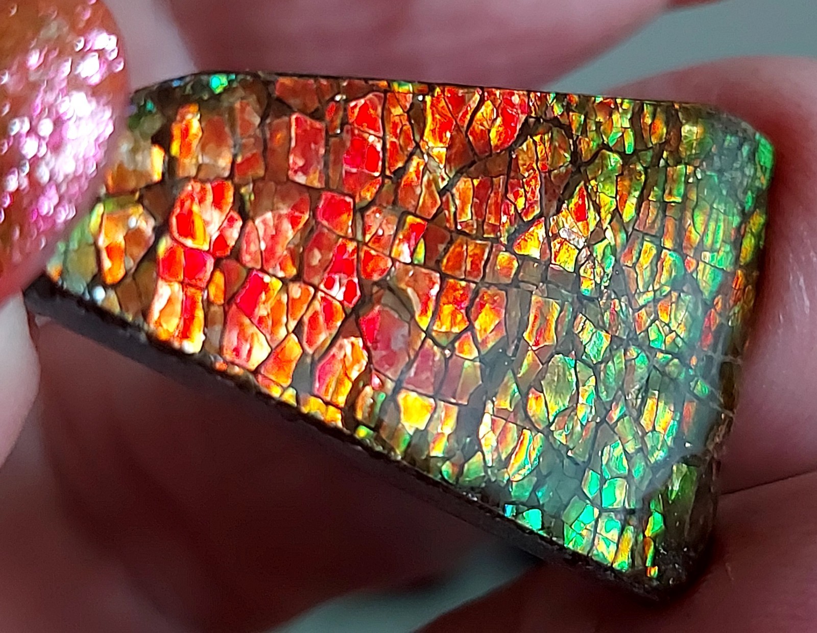 Ammolite Ammonite Coated Stone 30.7x20x4.3mm 5712