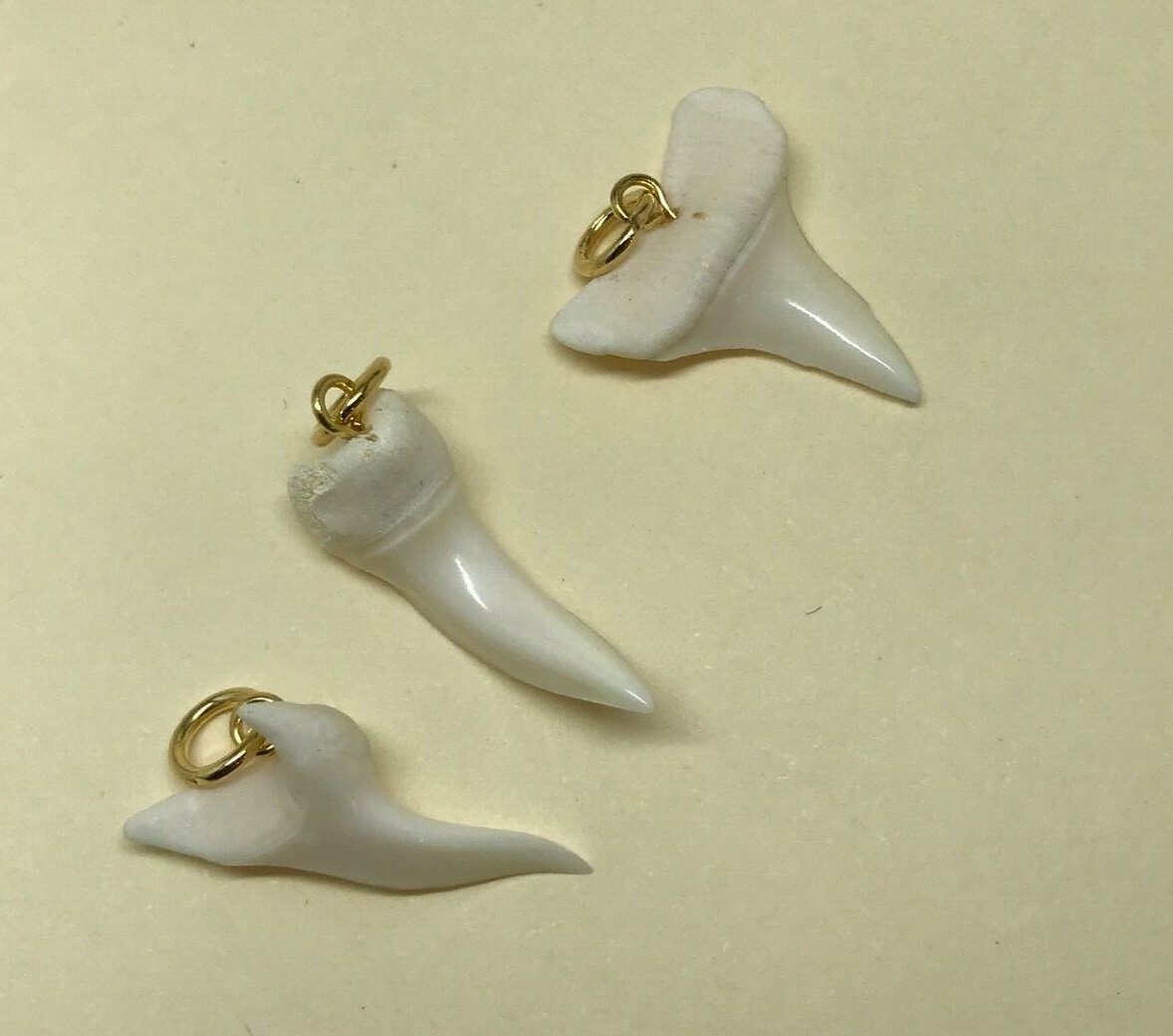 Real Shark Teeth Shiny Pendants