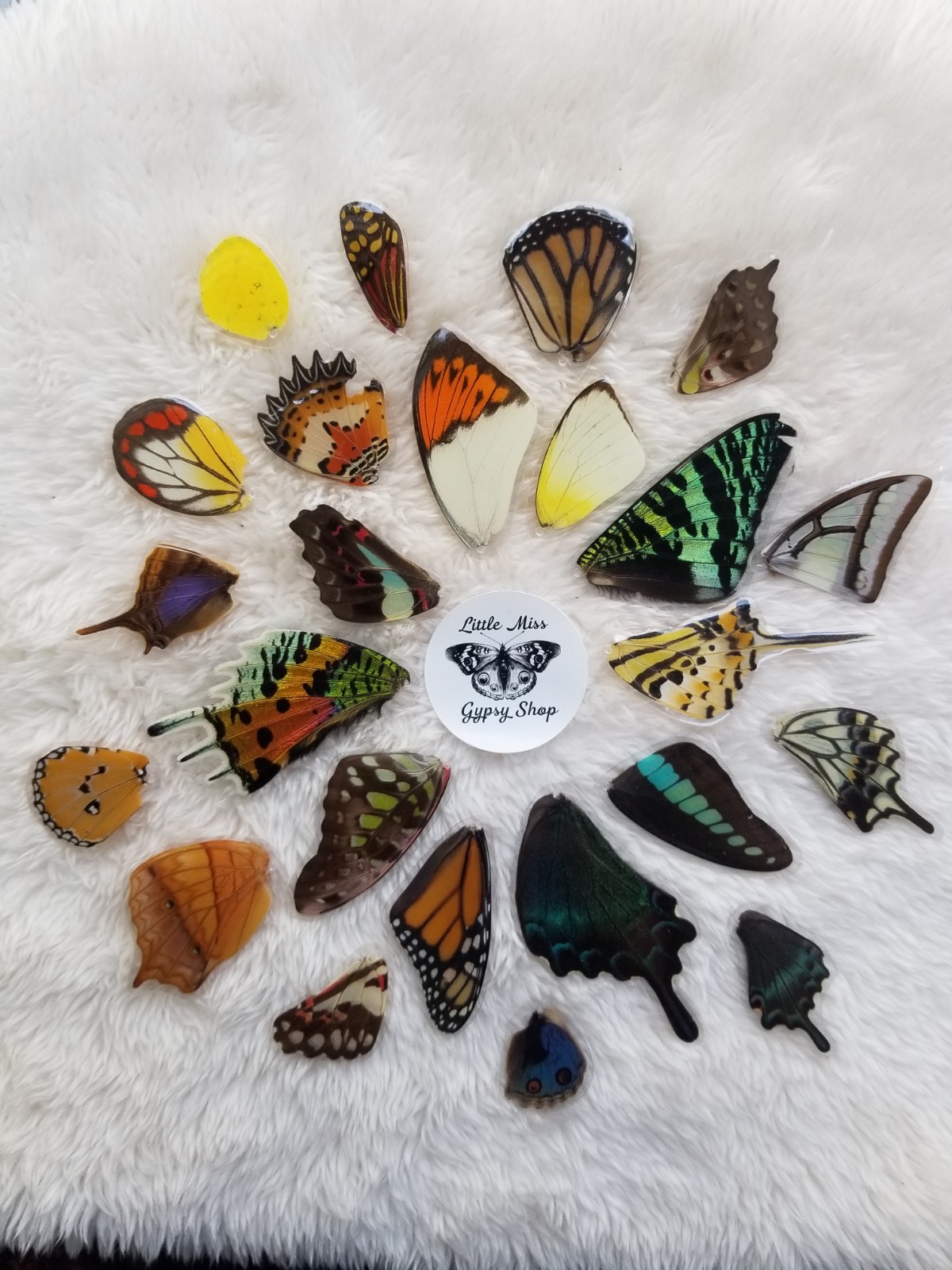 Real Monarch Butterfly Wing Earrings, Resin Coated, Sterling Silver, Taxidermy