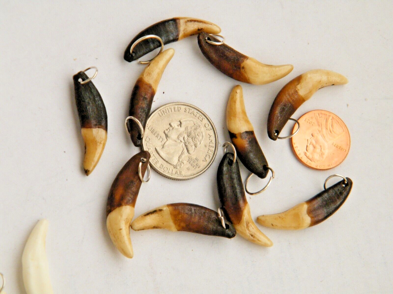 Lot of 15 COYOTE TEETH 1 1/4″ Darker Brown Real TOOTH+Gold Rings Lot of 15 NEW!