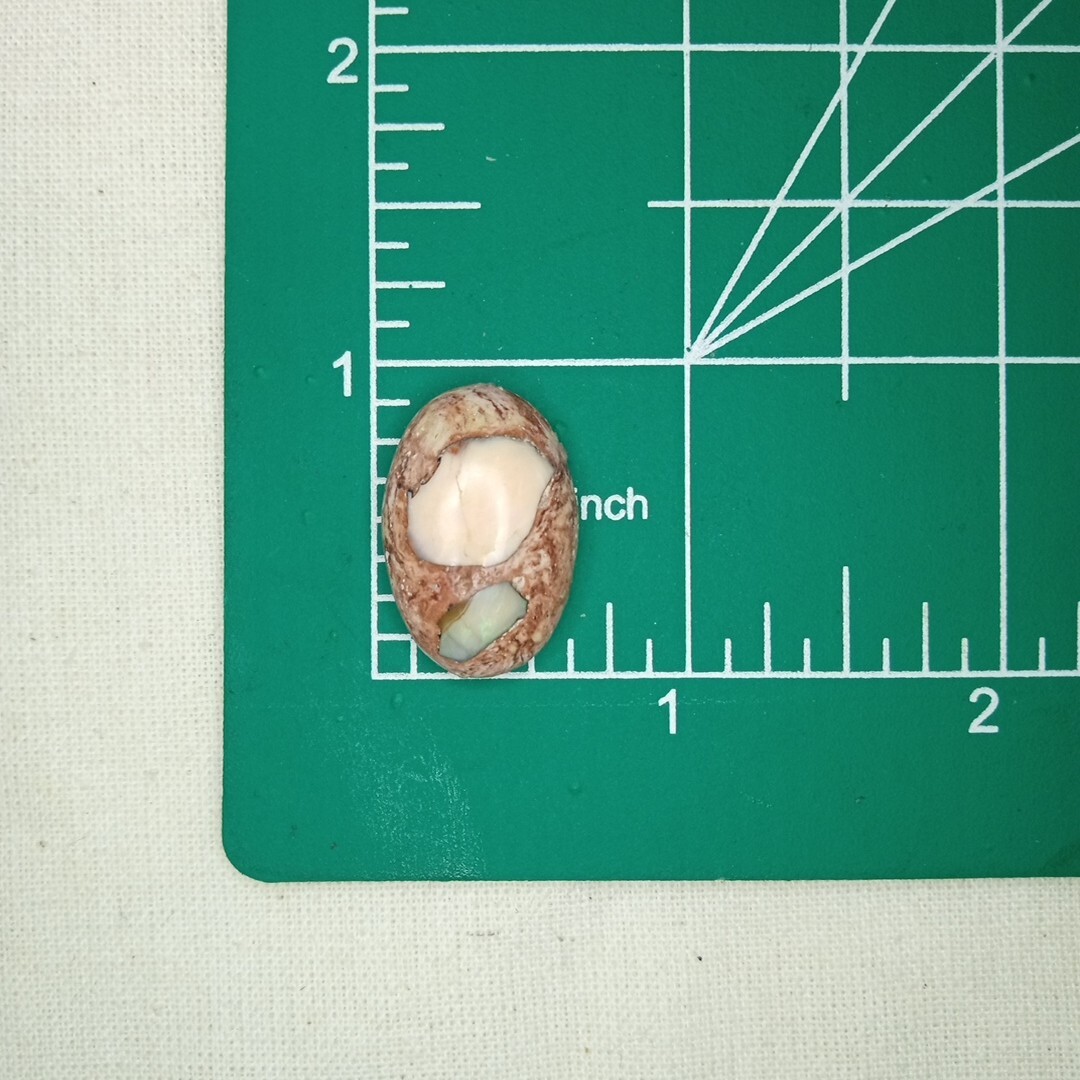 17.0 Ct. Mexican Catera Fire Opal Stone, Oval, 21x14x6mm.