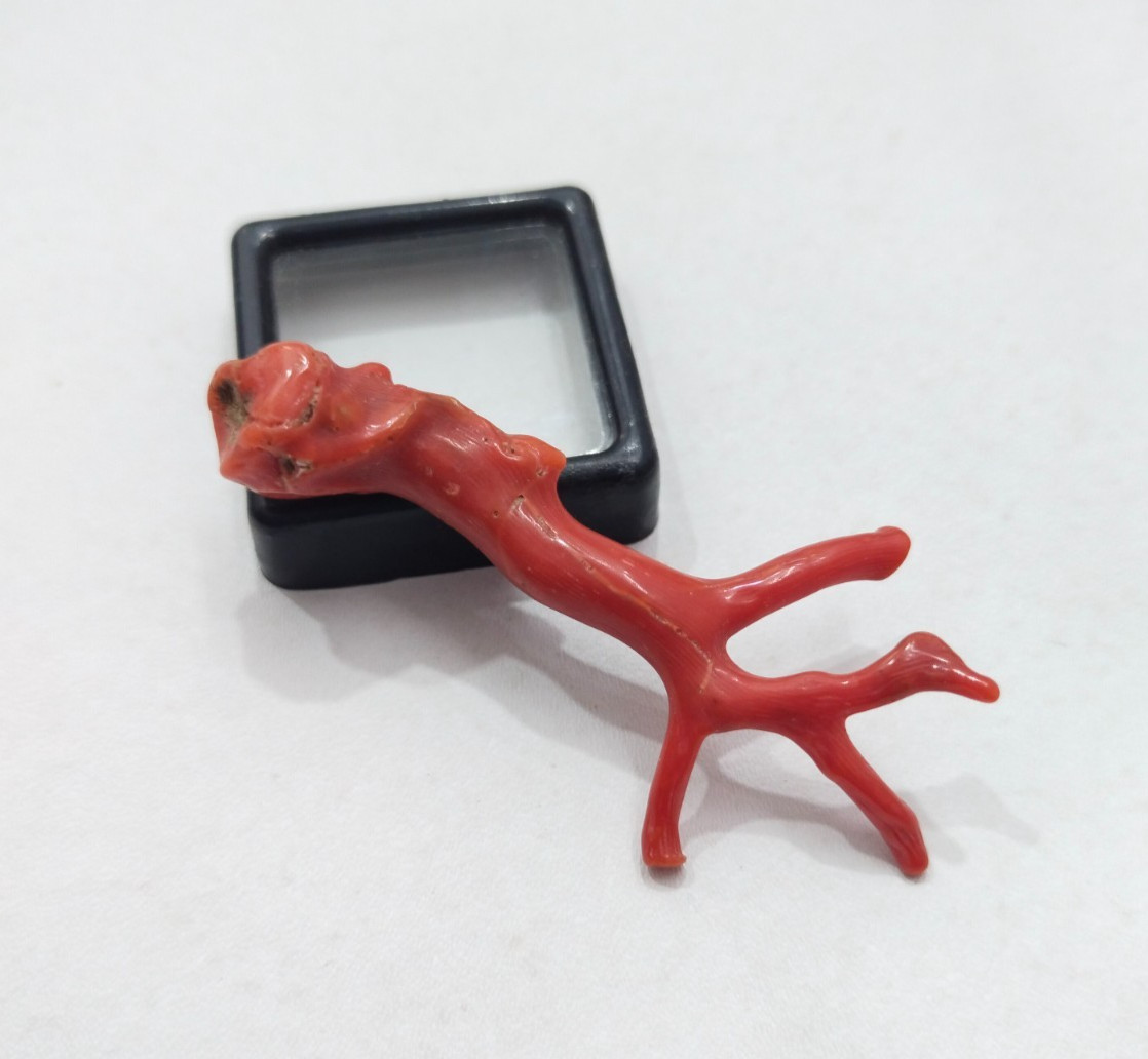 Genuine Undyed Red Coral Branch Gemstone, Italian Reef Coral for Jewelry Making