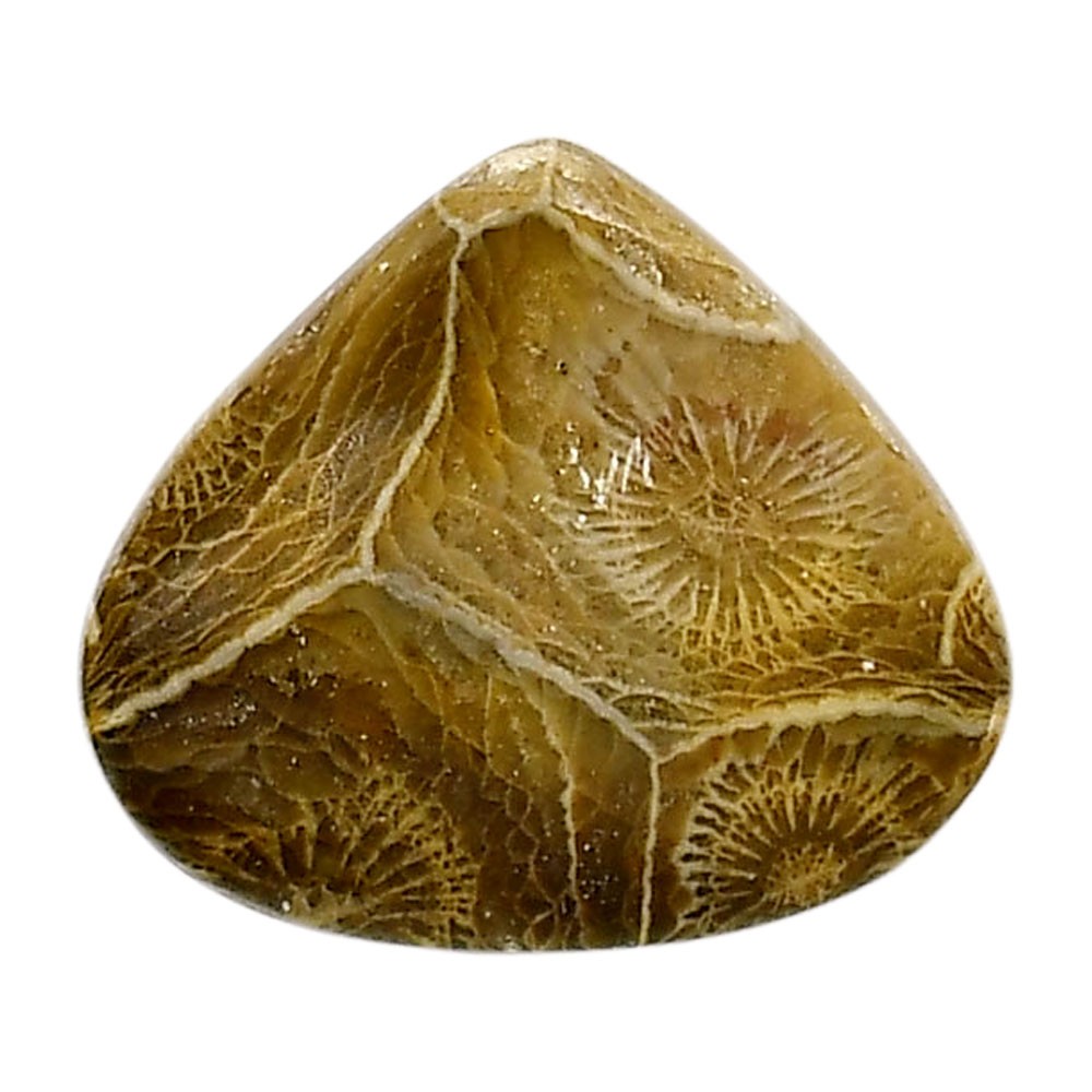 Flower Fossil Coral 22.9×26.3×5 mm Heart Shape Polished Gemstone LS82-05300
