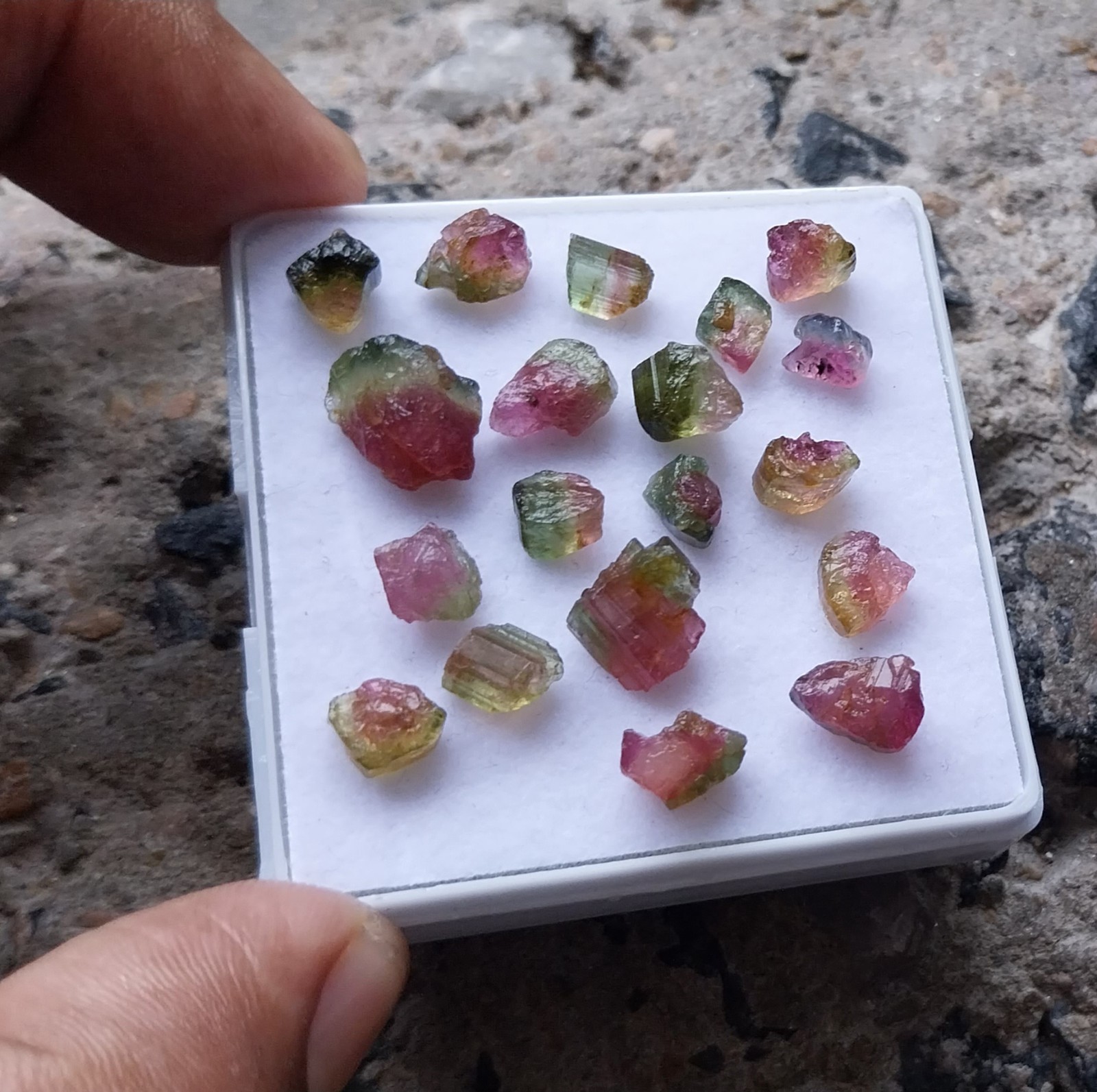 25.5 Ct 4 to 9 MM Natural Watermelon Bi-Color Tourmaline Raw Rough 19 Piece Lot