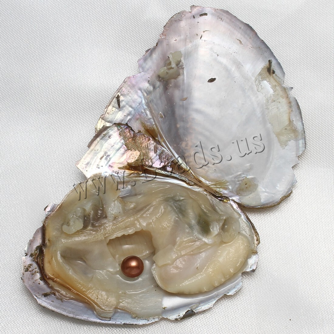 Real Pearl Bulk w/Large Pearls 10PCS Bulk Natural Freshwater Akoya Pearl Oysters