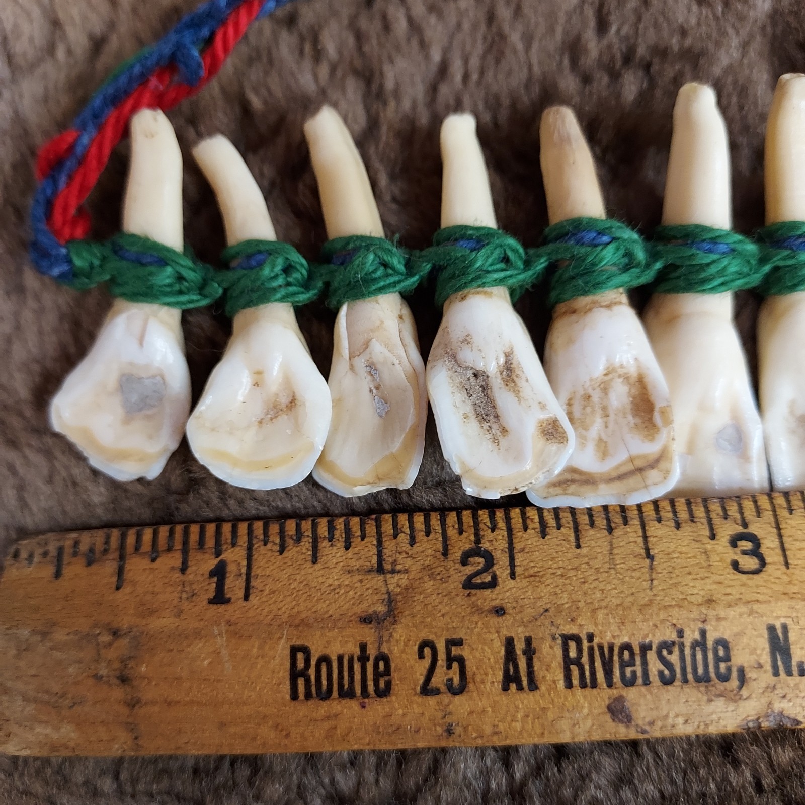 REAL Natural Vintage Tribal Ethnic Necklace Tooth / Unknown Animal TEETH