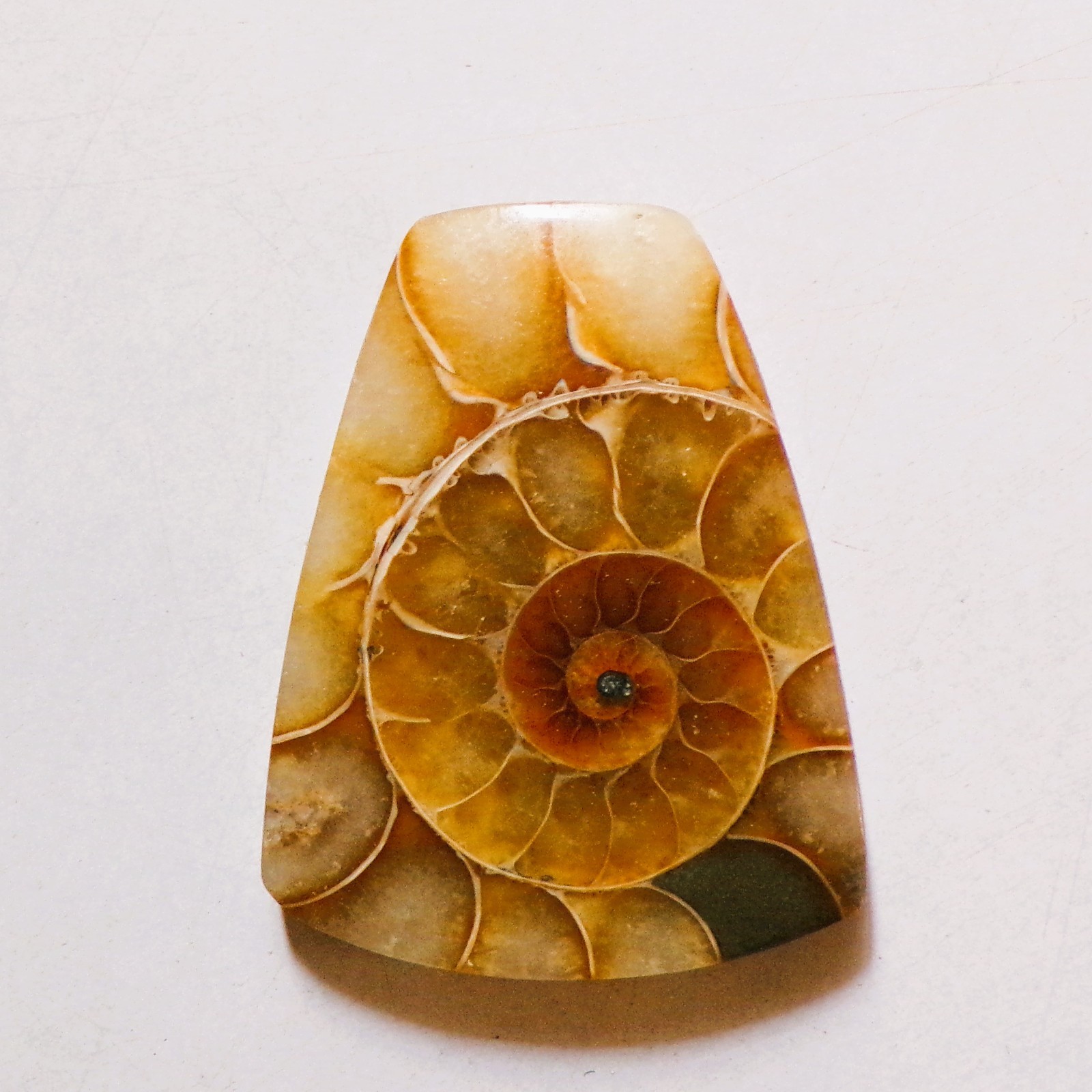 61.50 Cts Natural Ammonite Cabochon Loose Gemstone 37.3X29X6MM 66