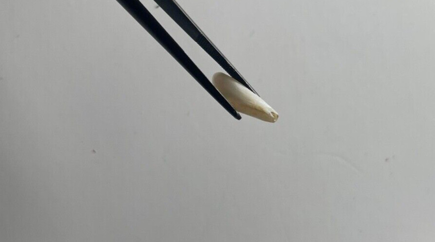 ONE 2.80 CTS RARE VINTAGE WHITE SPIKE NATURAL MISSISSIPPI RIVER UNCULTURED PEARL