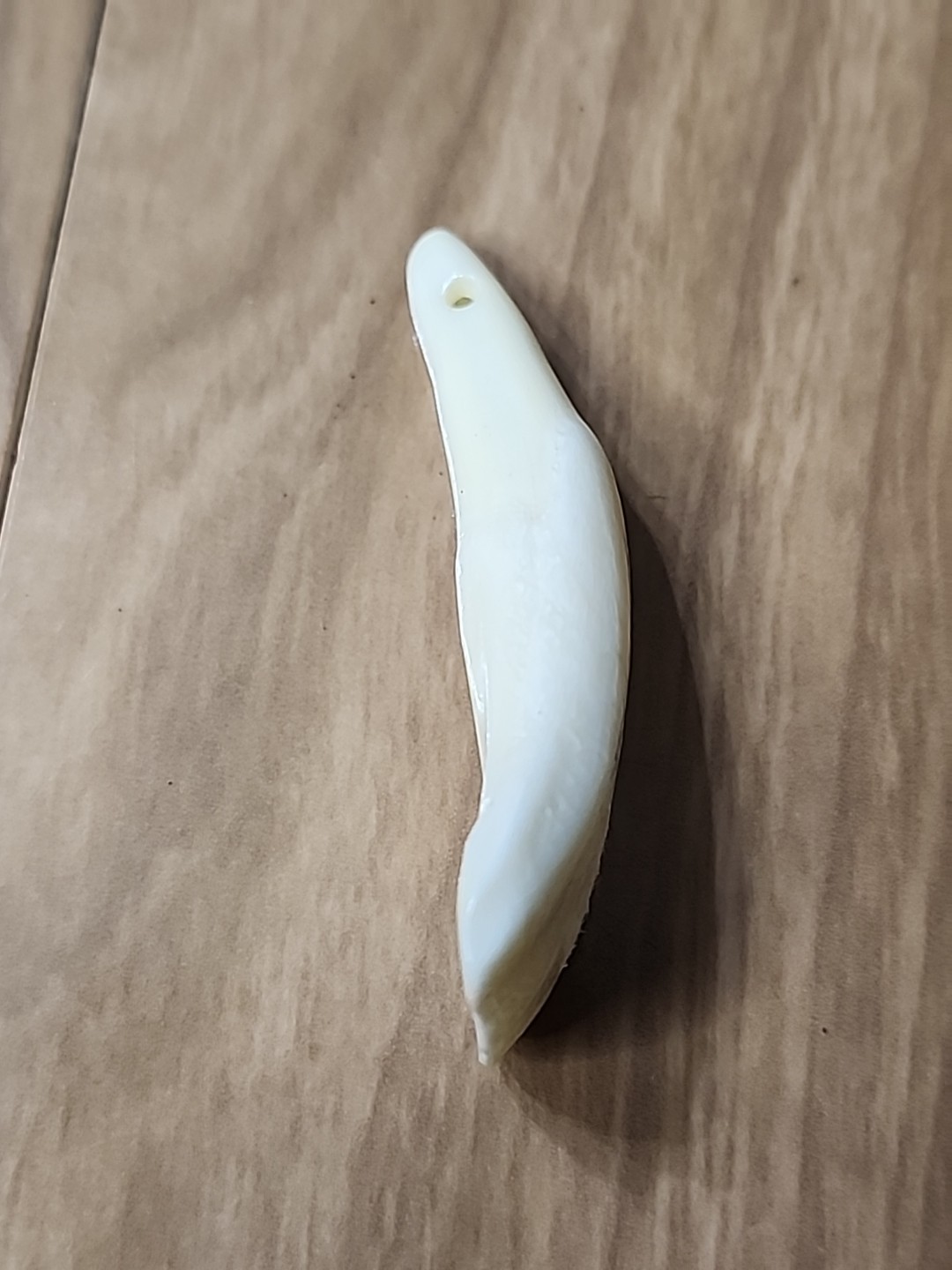 Pair of Genuine Buffalo Teeth Drilled Holes For Jewelry Approximatly 2 Inches