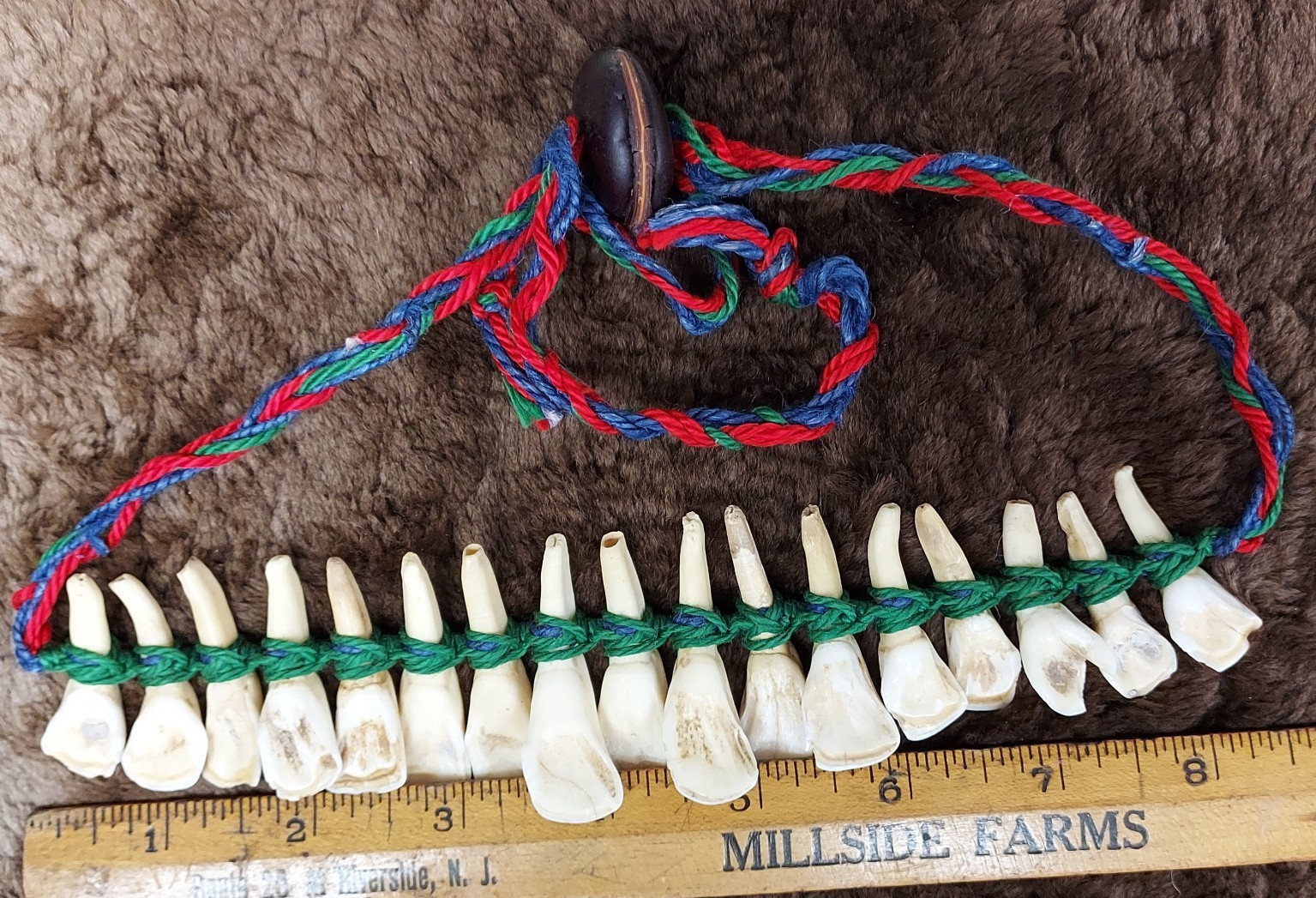 REAL Natural Vintage Tribal Ethnic Necklace Tooth / Unknown Animal TEETH