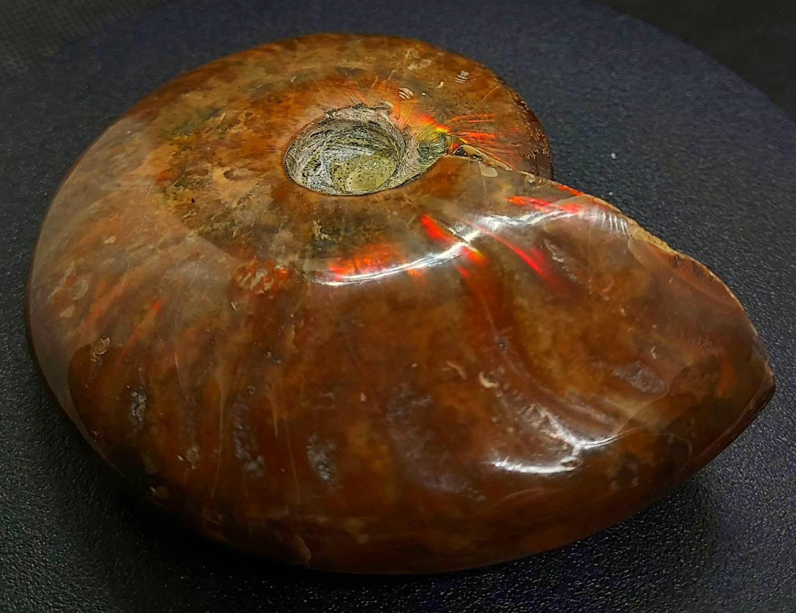 Huge 885ct Opalized Ammonite Natural Ammolite Specimen Fossil fossilized Luck