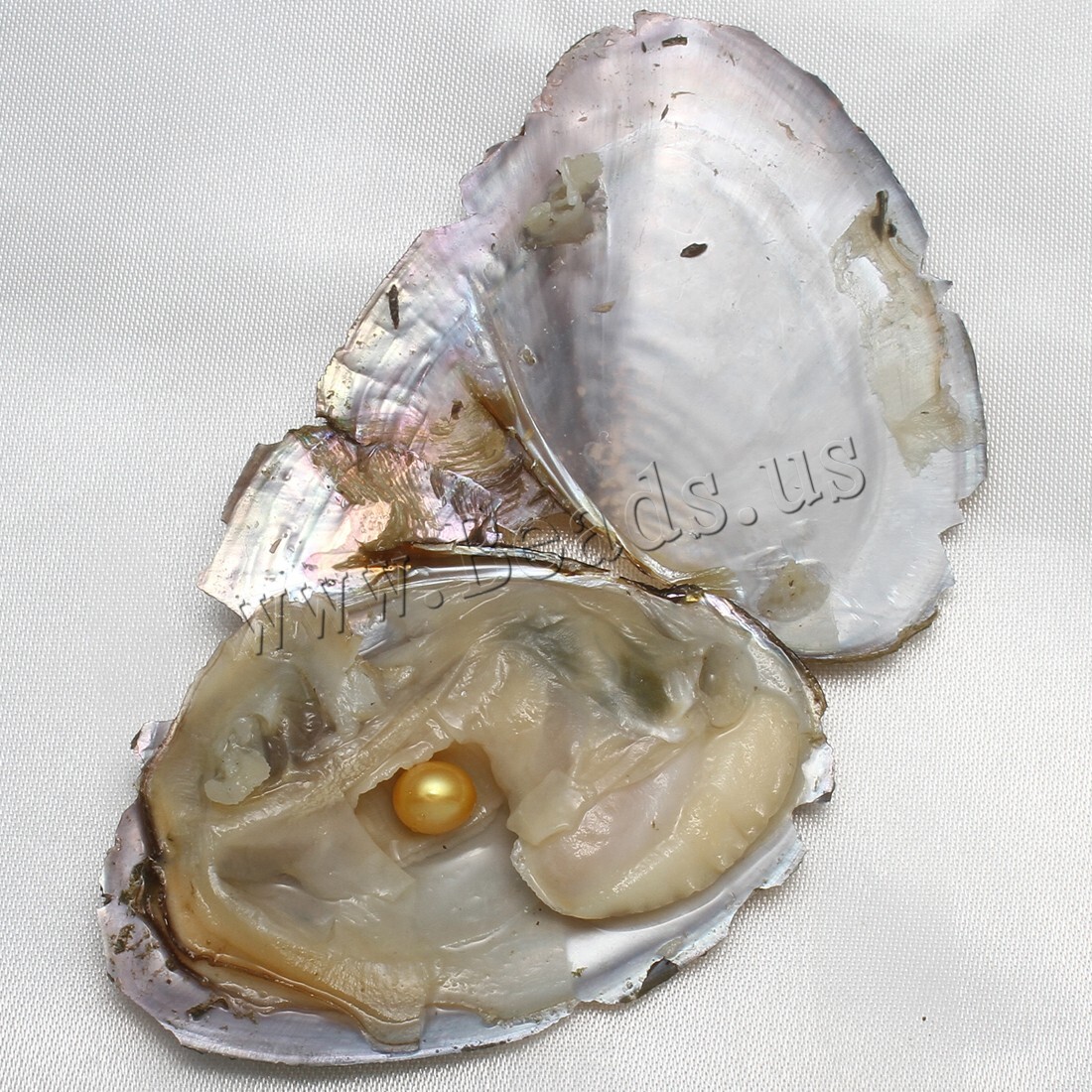 Real Pearl Bulk w/Large Pearls 10PCS Bulk Natural Freshwater Akoya Pearl Oysters