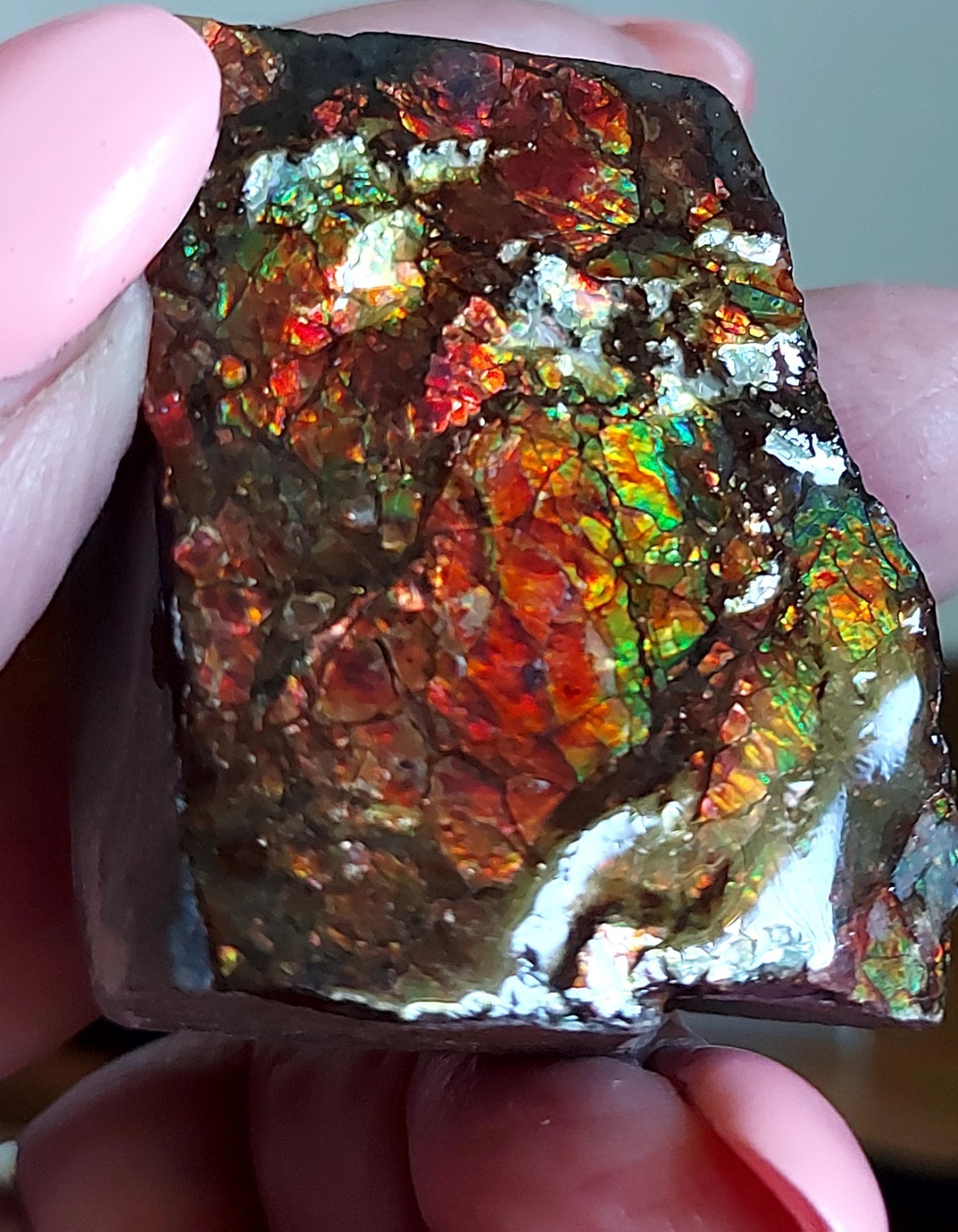Ammolite Ammonite tabletop Display Piece 48.5×35.5×18.7mm 4052