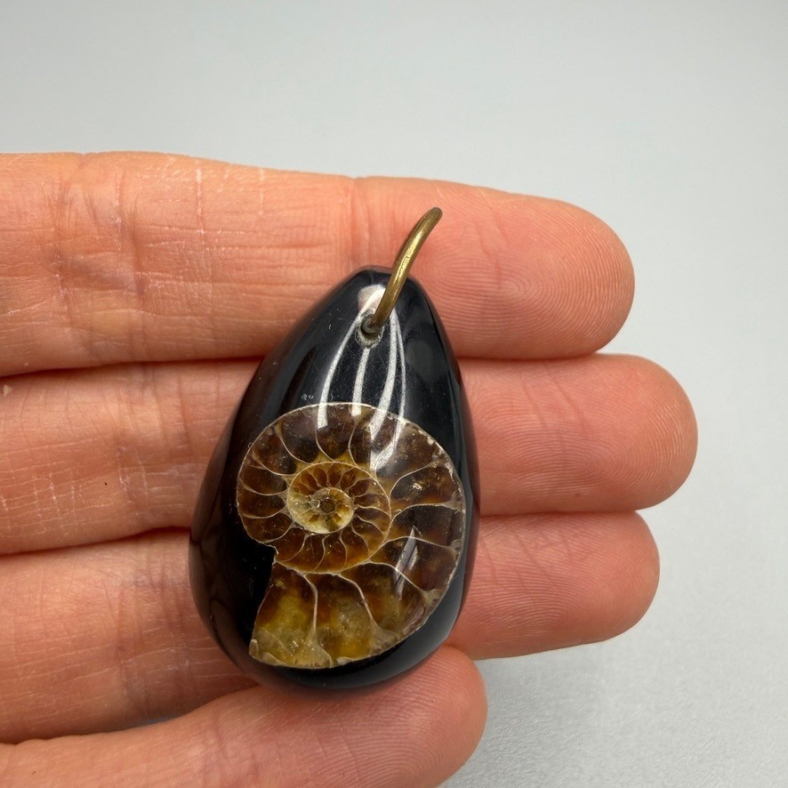 Ammonite Fossil in Clear Resin Teardrop Pendant Suspended