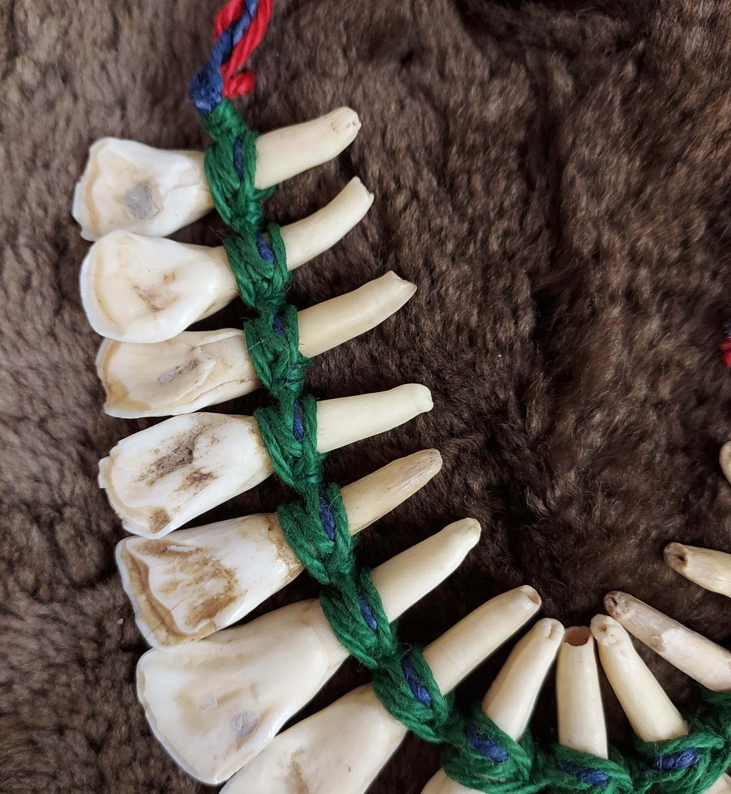 REAL Natural Vintage Tribal Ethnic Necklace Tooth / Unknown Animal TEETH