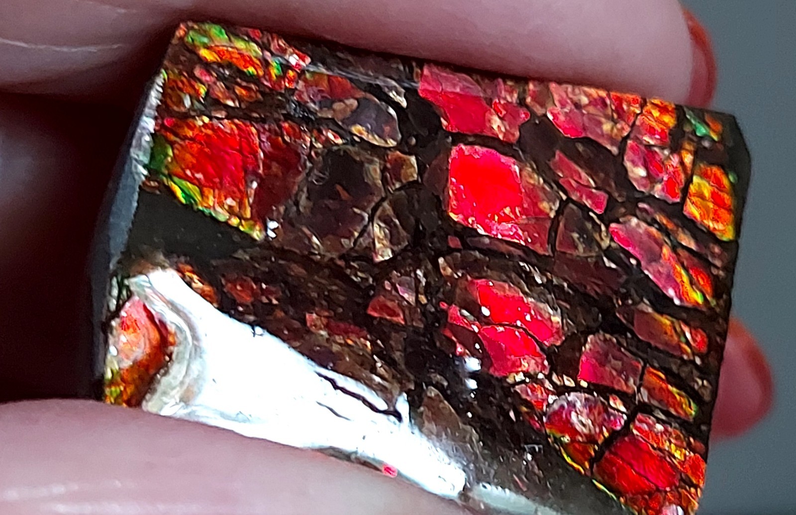 Ammolite Ammonite Coated Stone 26.5×19.2x4mm 5118