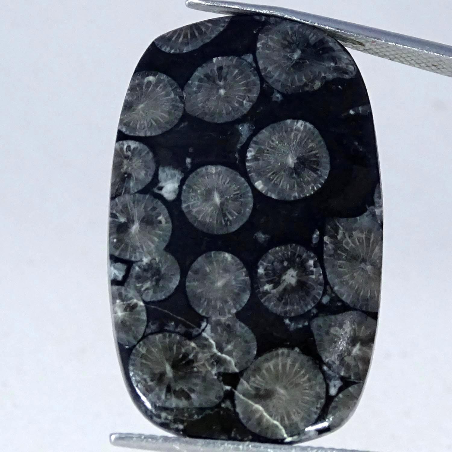 23.10Cts. Natural Black Fossil Coral Cushion Cabochon Gemstone 19X32X3MM