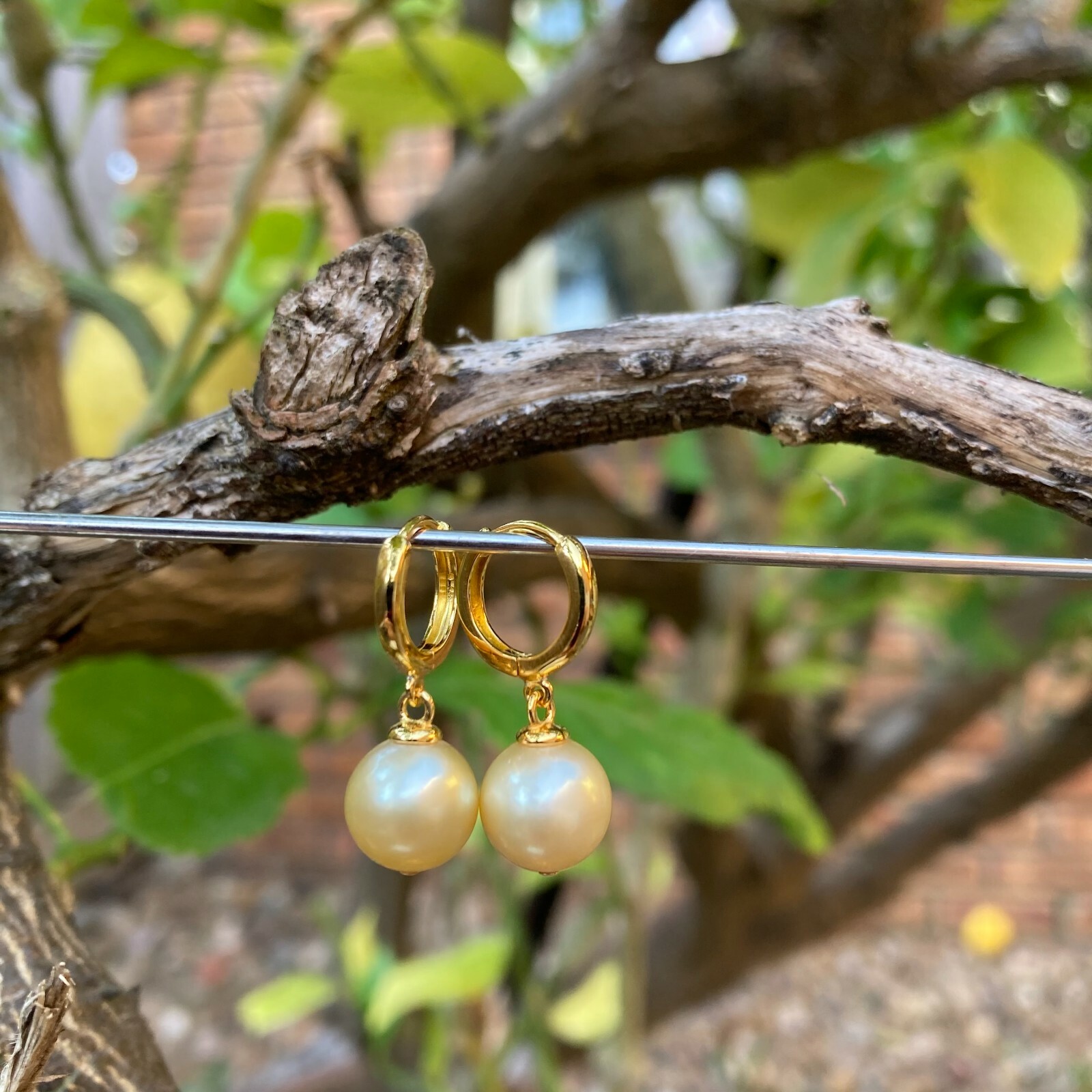 High luster 9~9.5mm Australia seawater light gold Pearl silver S925 Earring #243