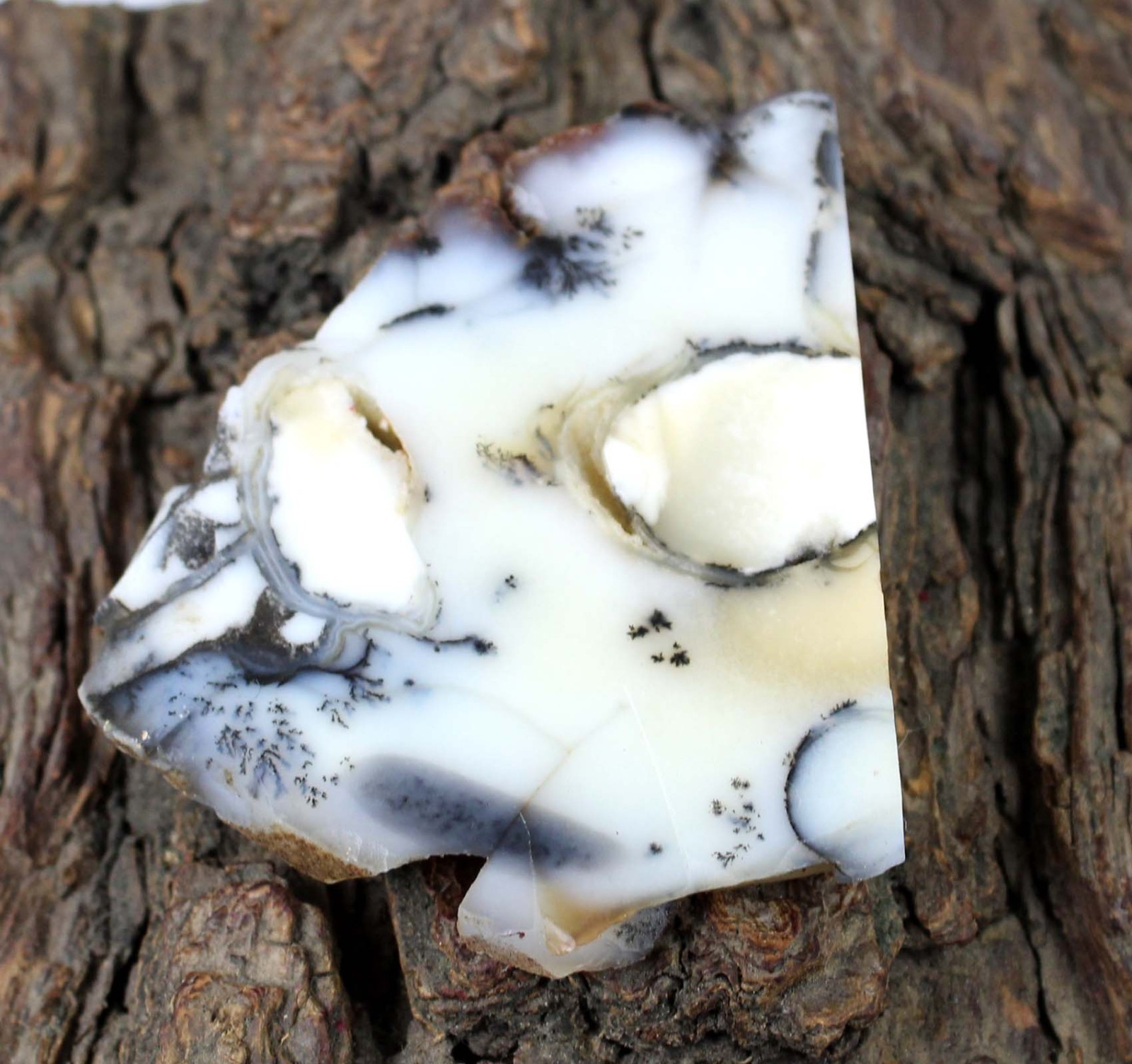 Father’s Day Offers Natural Dendrite Opal 128.50 Ct/52 mm Gemstone Slab Rough