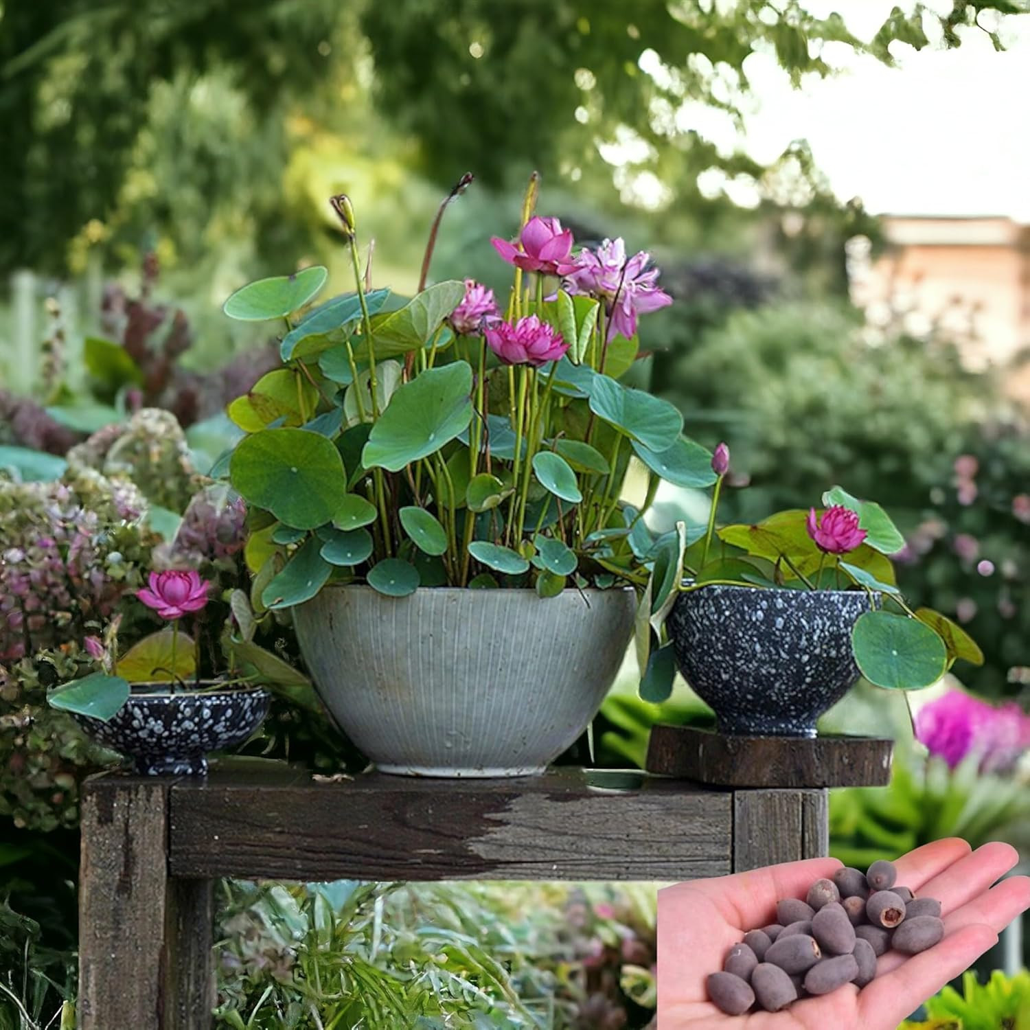15Pcs Mixed Pink, Red & Green Color Bowl Lotus Seeds for Planting Beautiful Wate