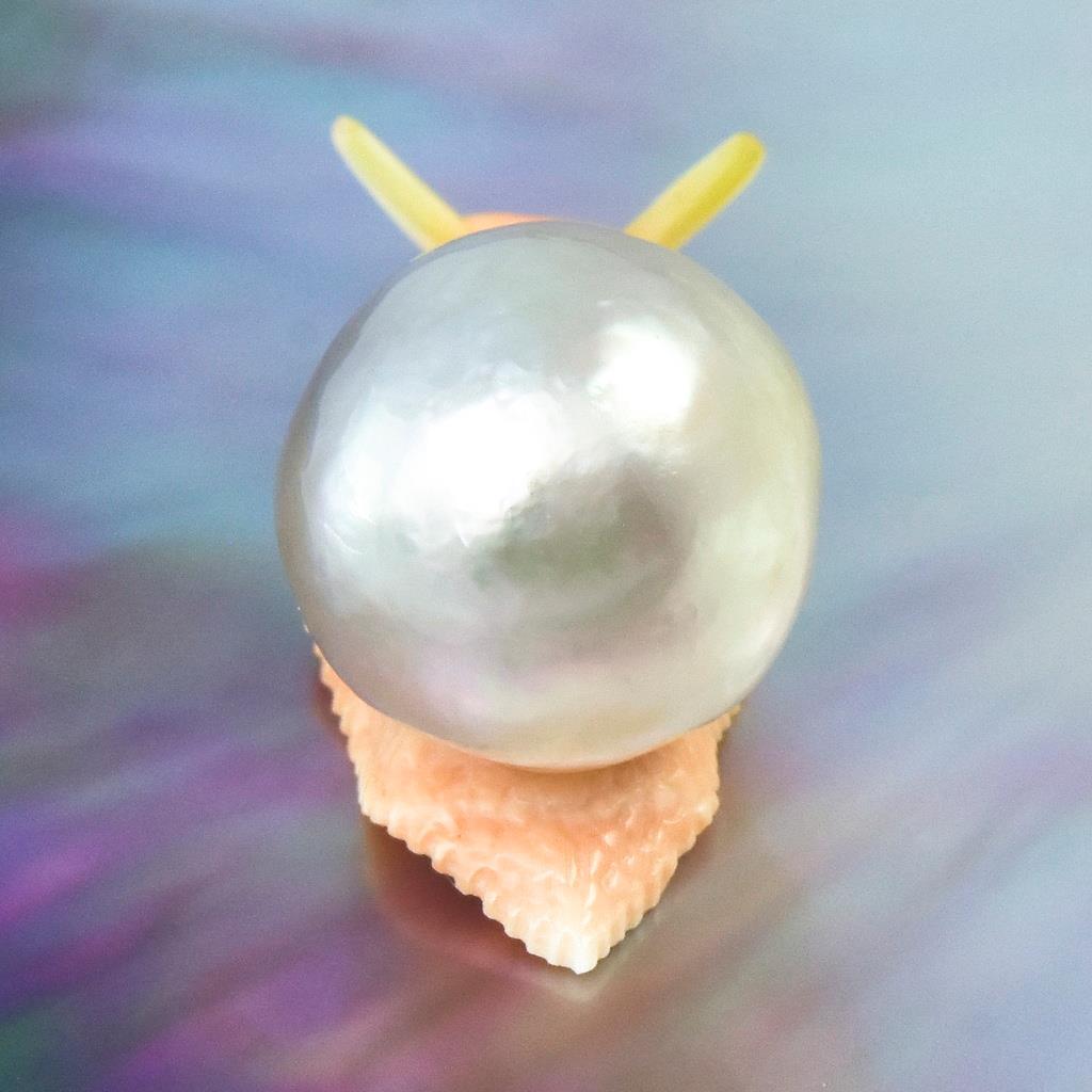South Sea Baroque Pearl & Carved Apricot Syrix Trumpet Shell Snail Design 6.08 g
