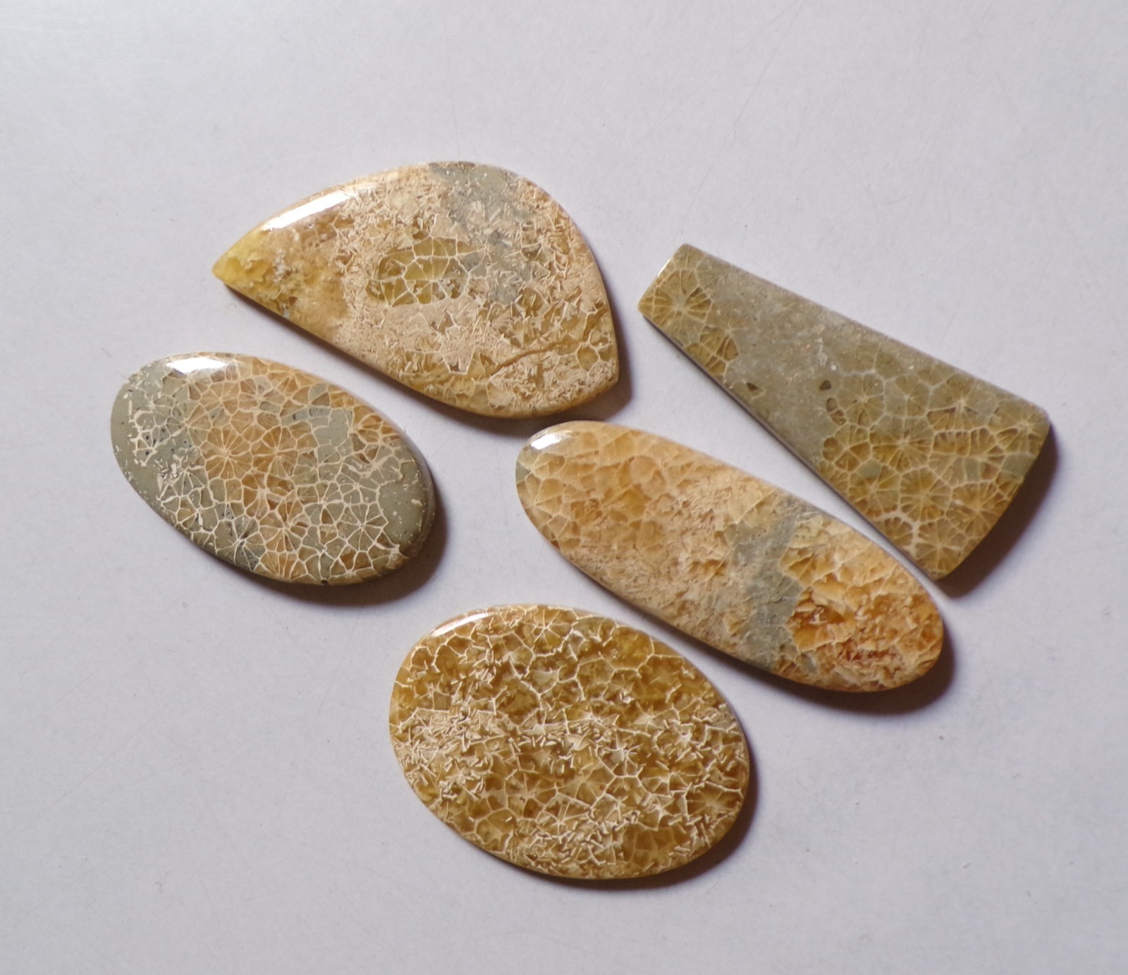 184.75 Cts Natural Fossil Coral 05 Pcs Lot Loose Cabochon Gemstone 01