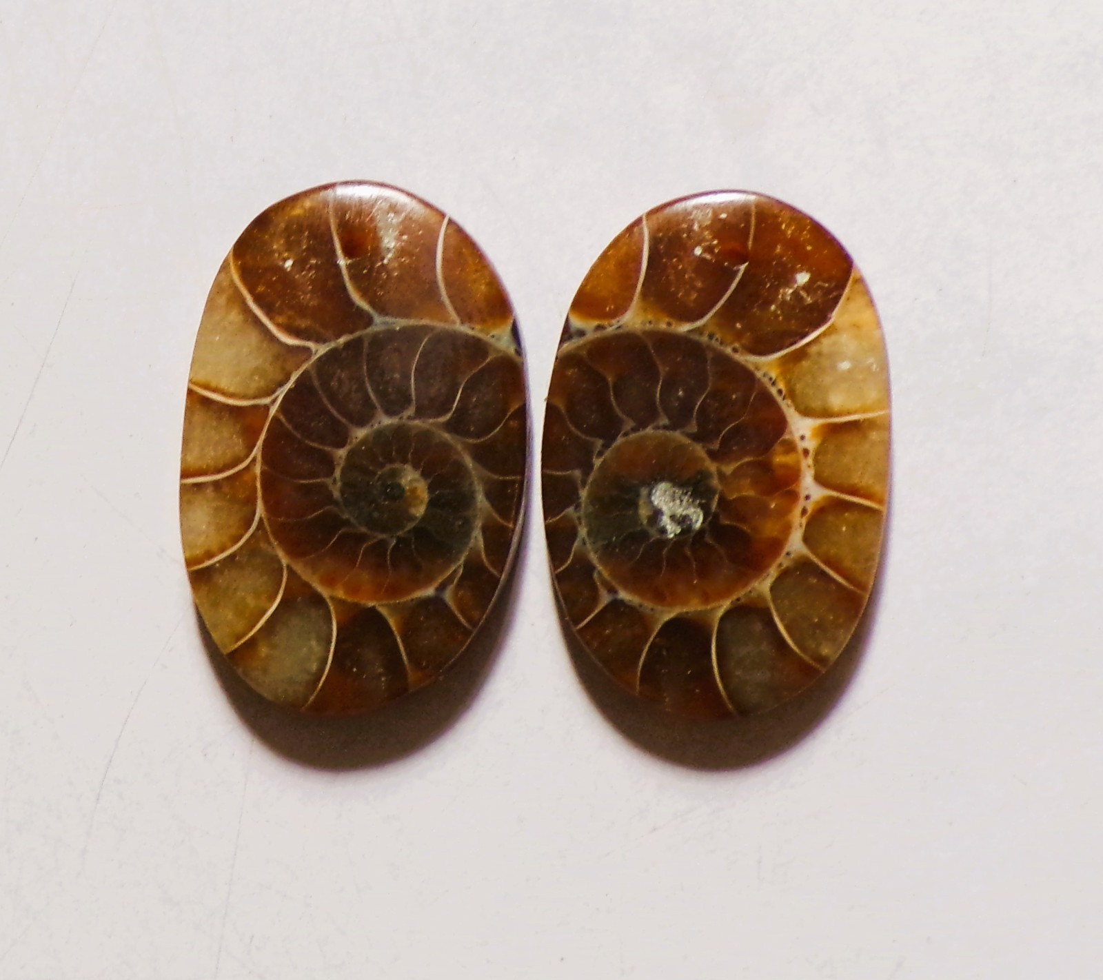 43.50 Cts Natural Ammonite Drilled Cabochon Match Pair Gemstone 28X18MM 137
