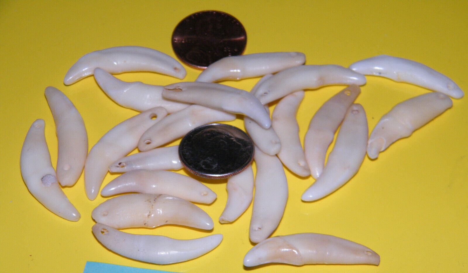 Lot of 10 COYOTE Teeth ERU/Off White REAL Tooth 1 1/4″ Gold Rings Lot of 10 NEW