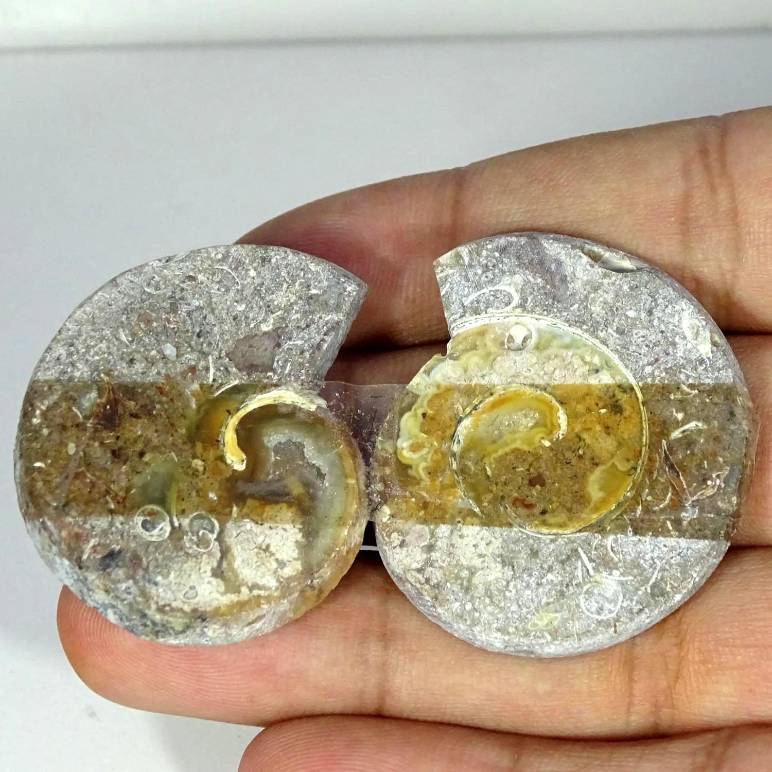 97.70Cts Natural Fossil Snail Pair Cabochon Gemstone Jewelry Supply 33X37X5MM