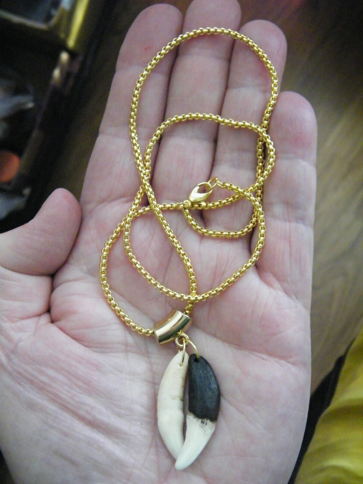 2 COYOTE Tooth Necklace 1 Brown 1 White 1 1/2″ Teeth 18kt GP Chain 22″ NEW!