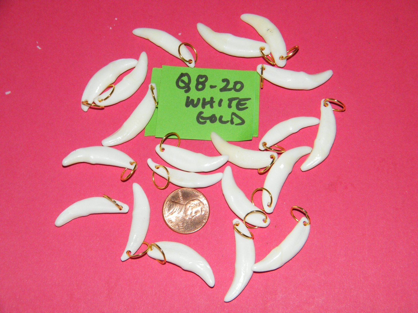 Lot of 20 COYOTE Teeth Brite White REAL Tooth 1 1/8″- 1 1/4″ w/Rings 20 Ct NEW!