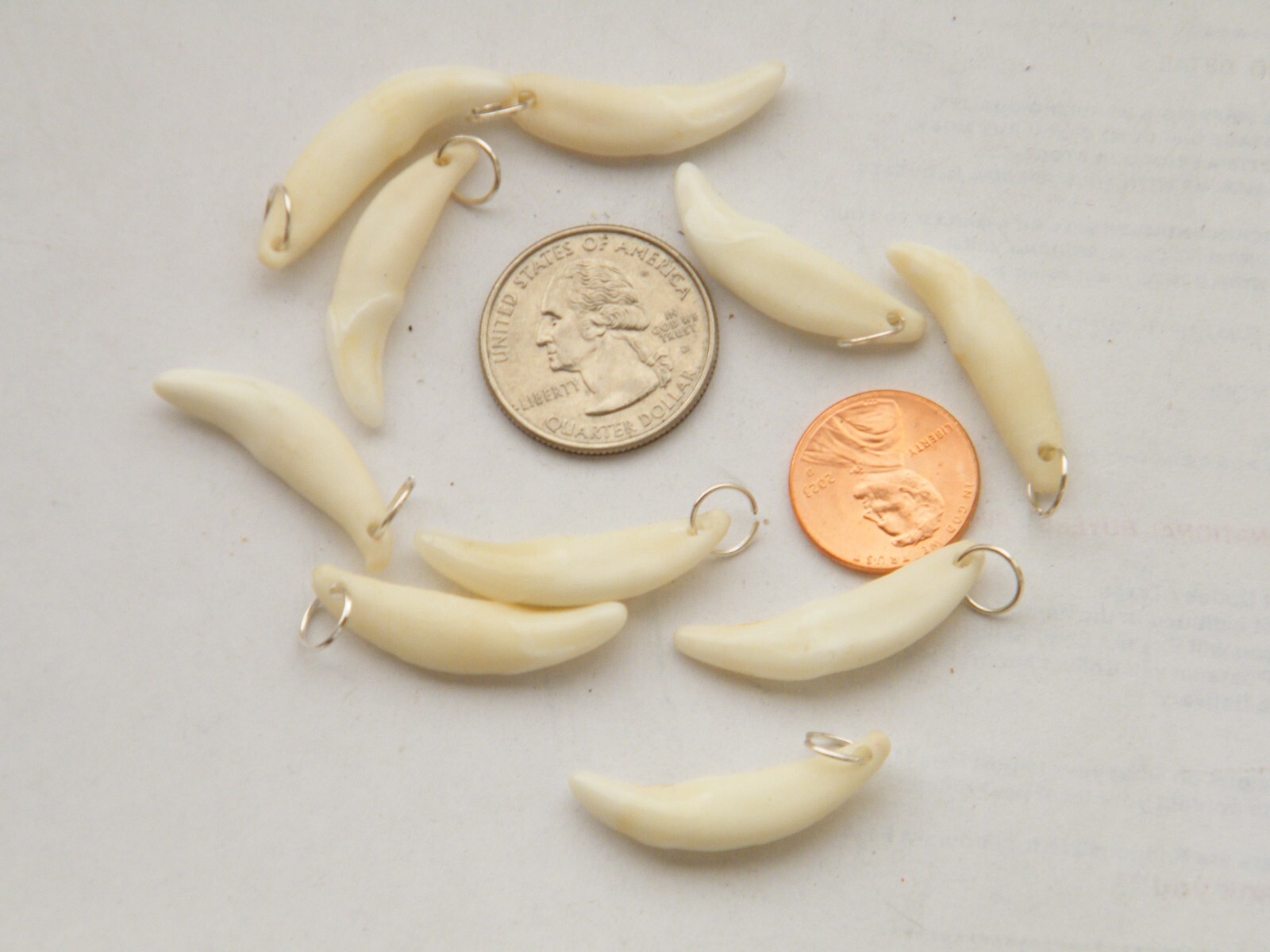 Lot of 10 COYOTE Teeth ERU/Off White REAL Tooth 1 1/4″ Gold Rings Lot of 10 NEW