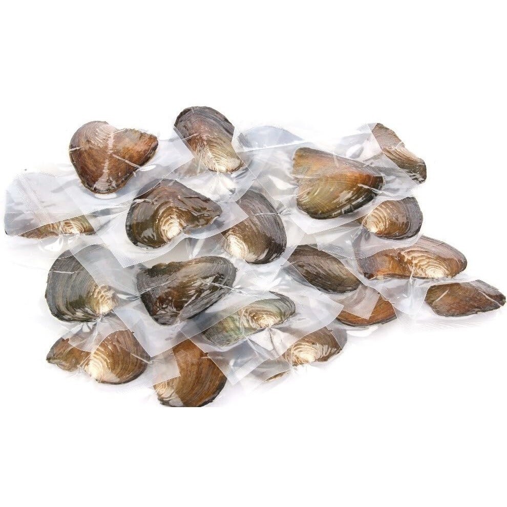 50X Akoya Oysters with Pearls Freshwater Pearl 7-8mm Vacuum Individually Wrapped