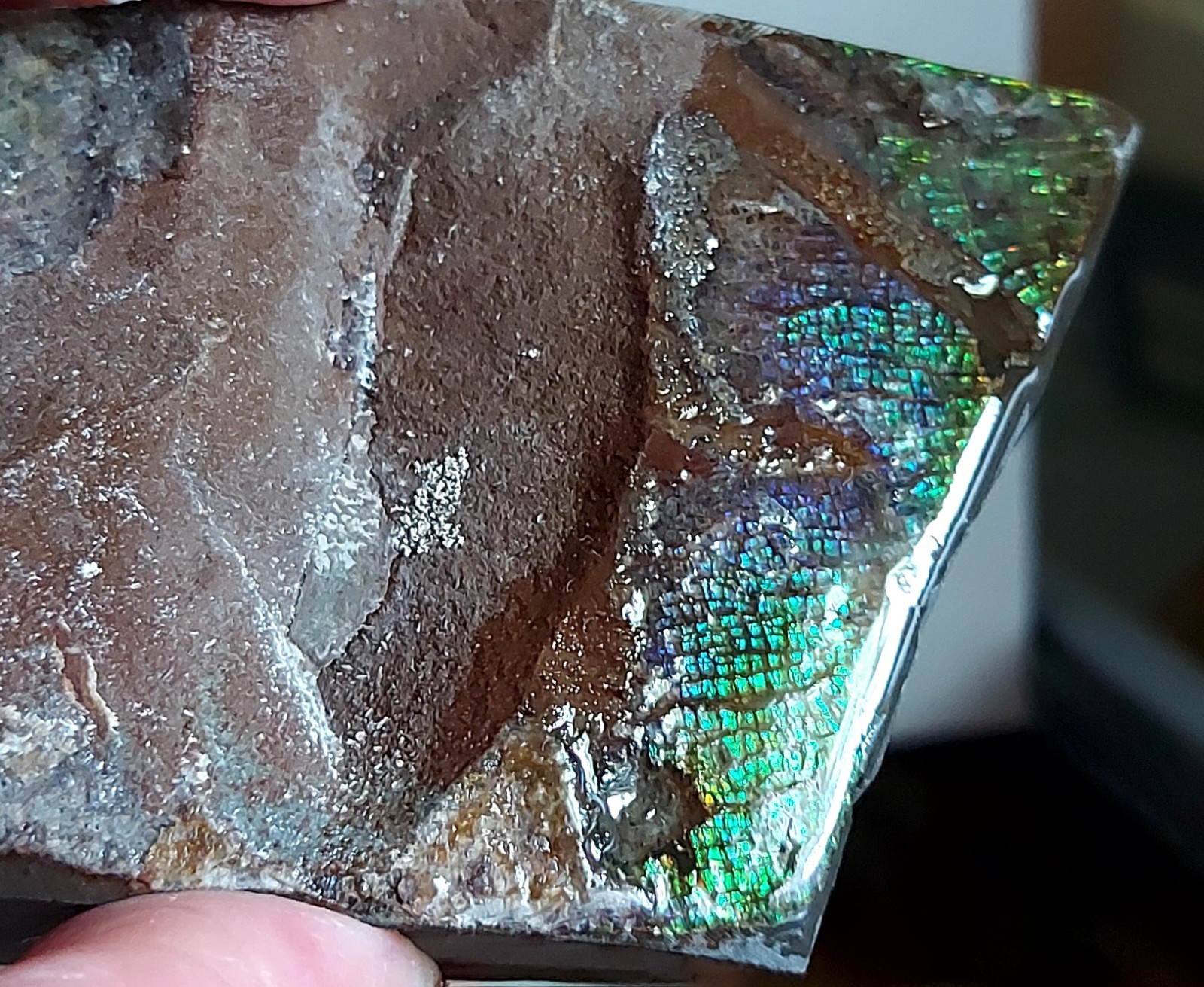 Ammolite Ammonite tabletop Piece Display 104.5x58x23.6mm 5805